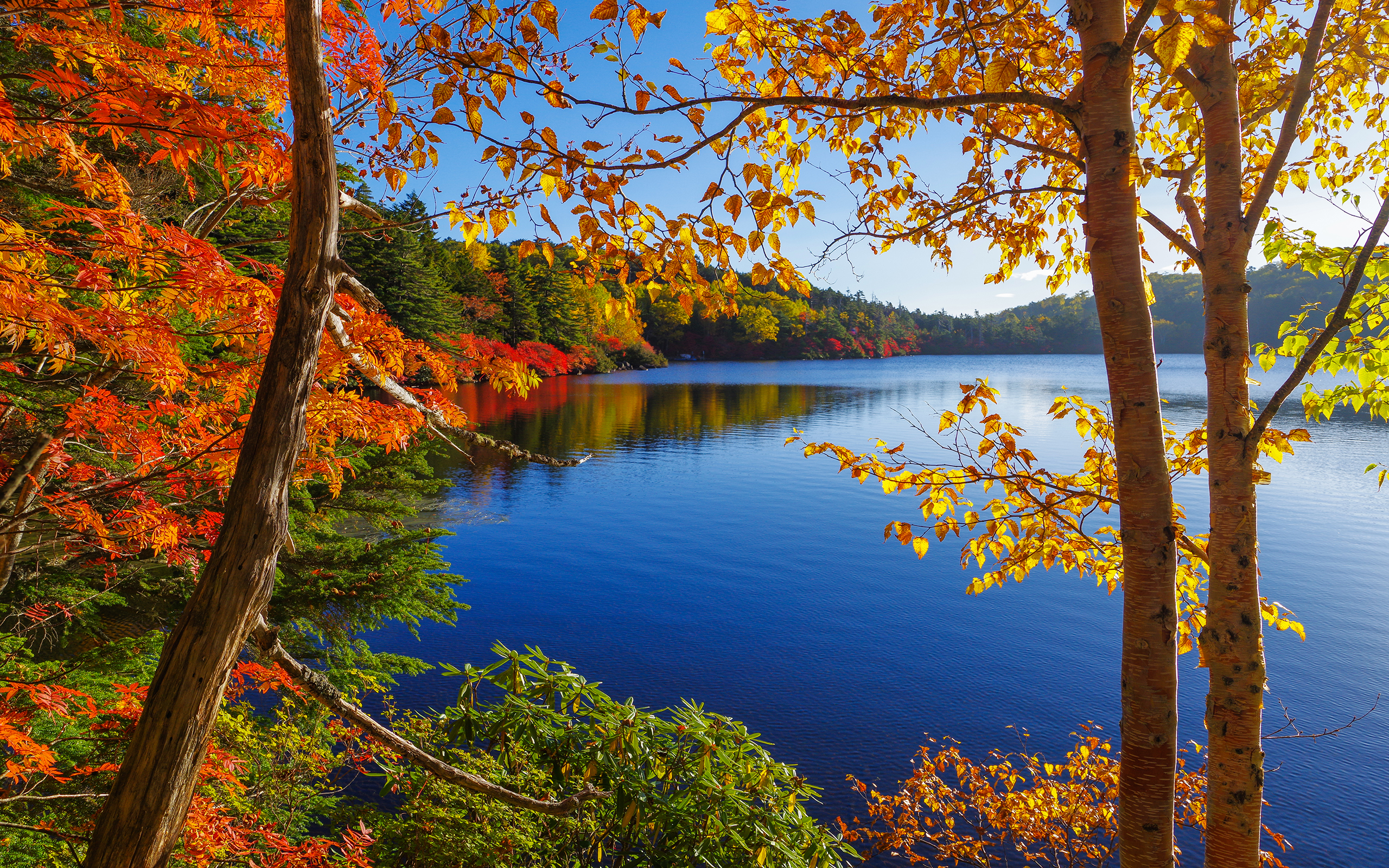 Trees Autumn Lake Hd Wallpaper Nature And Landscape Wallpaper Better