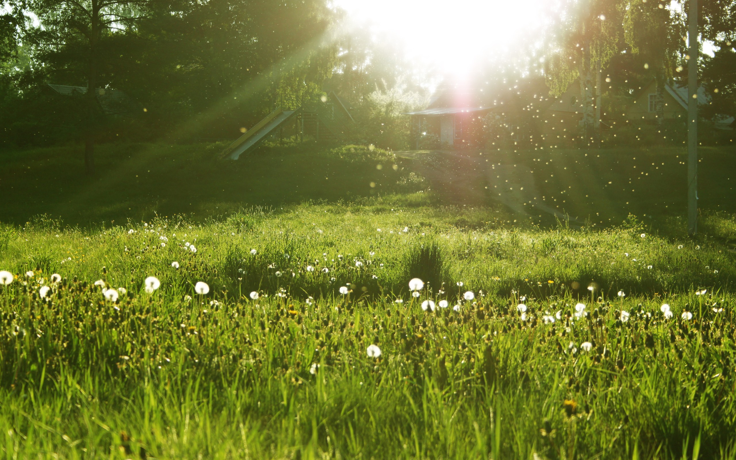 Dandelion Sun Sunlight Field Grass HD wallpaper | nature and landscape