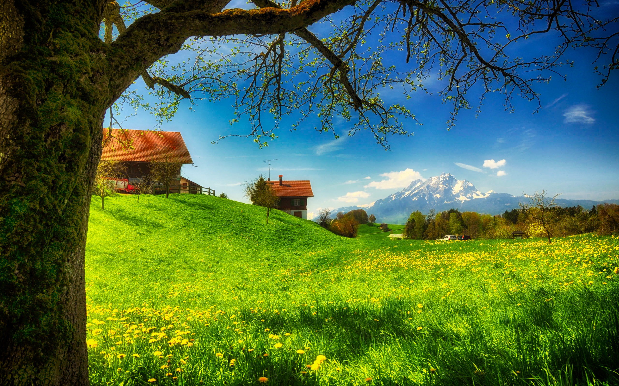 Spring greens, houses, grass, mountains, flowers, tree, meadow, sunny