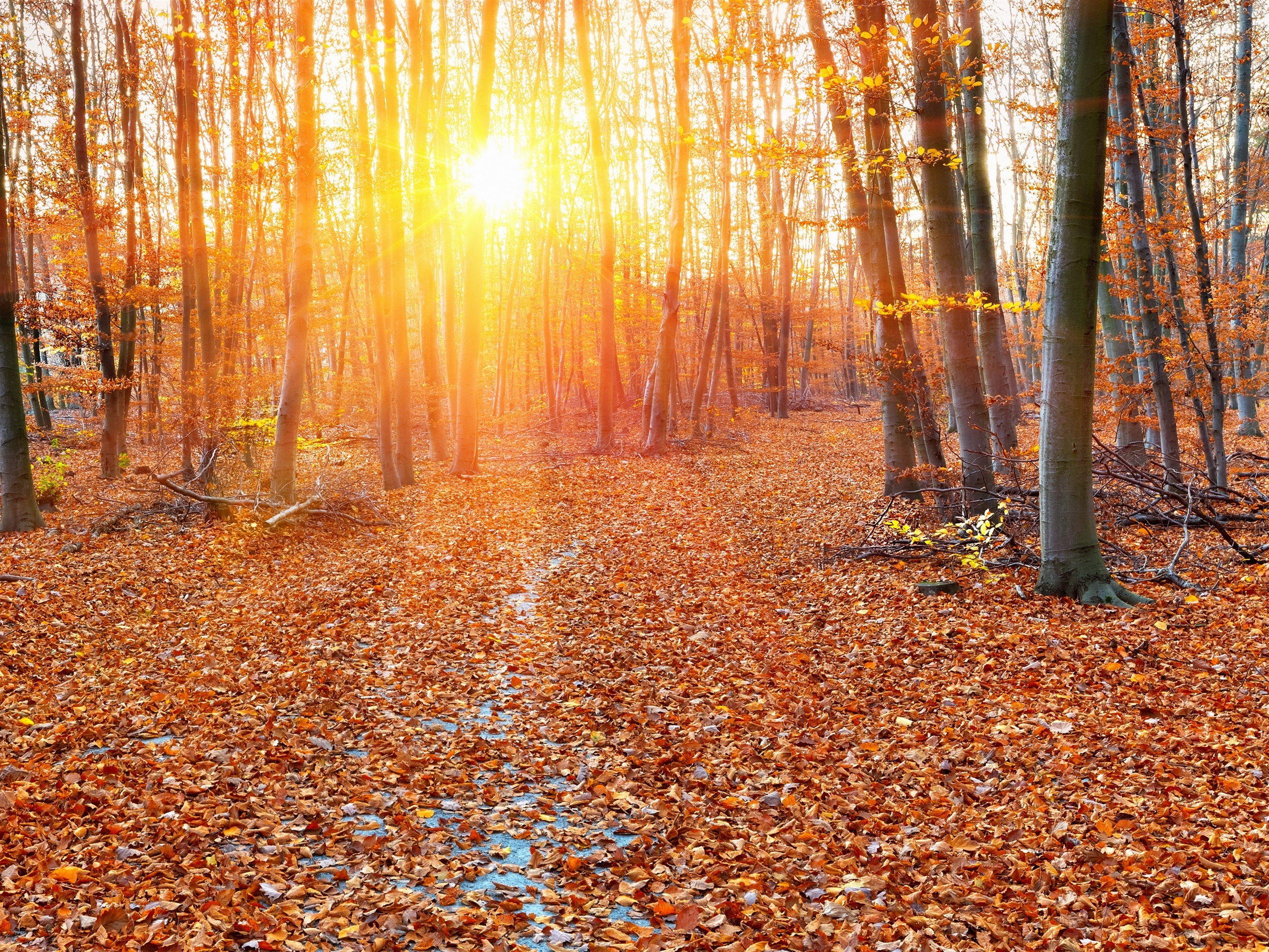 Forest Autumn Sun Rays Trees Leaves Wallpaper Nature And