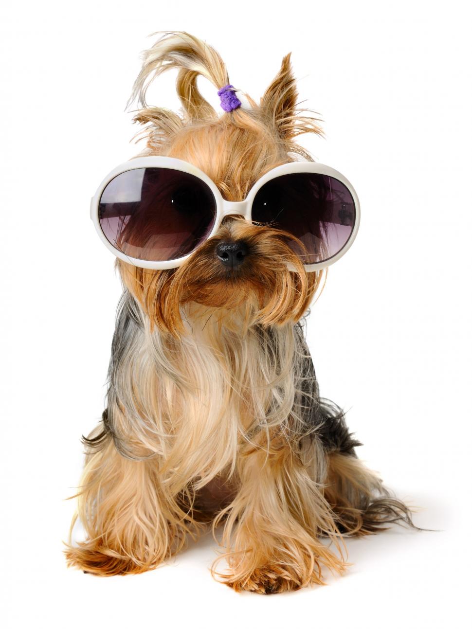 Dog, Glasses, Cute wallpaper | animals | Wallpaper Better