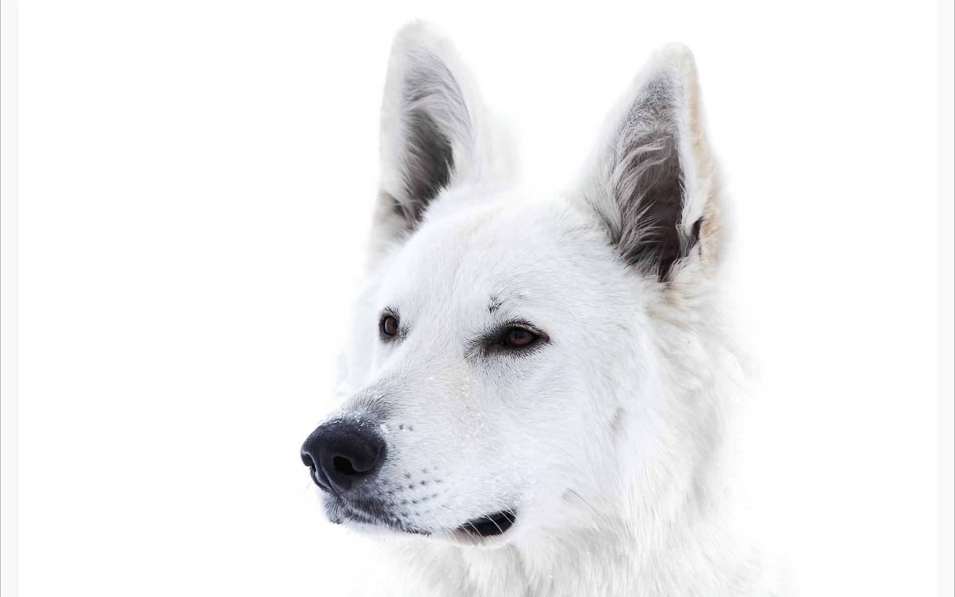 White Dog wallpaper | animals | Wallpaper Better