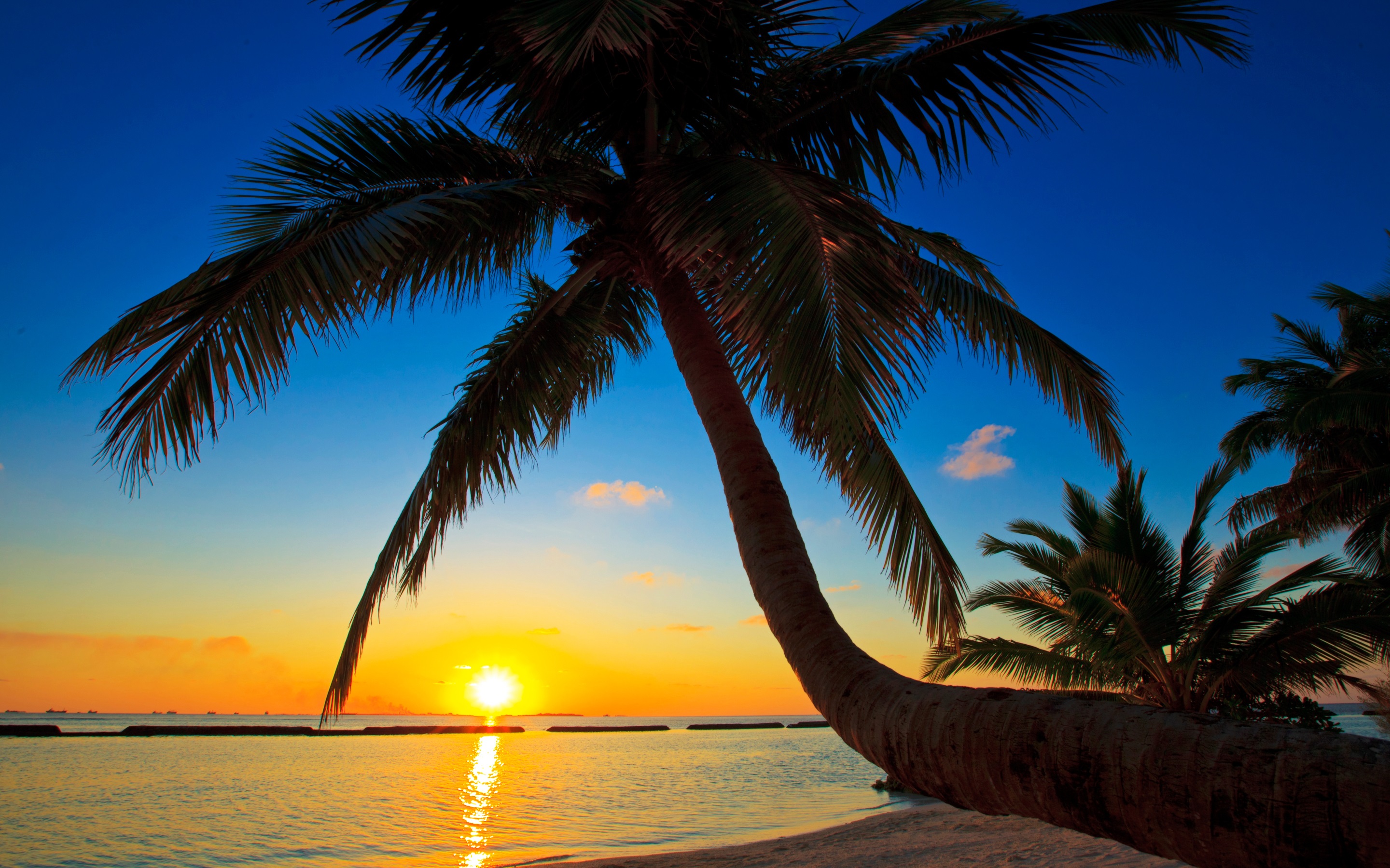 Palma Maldives Sunset Beach Sea Palm Tree Wallpaper Beach