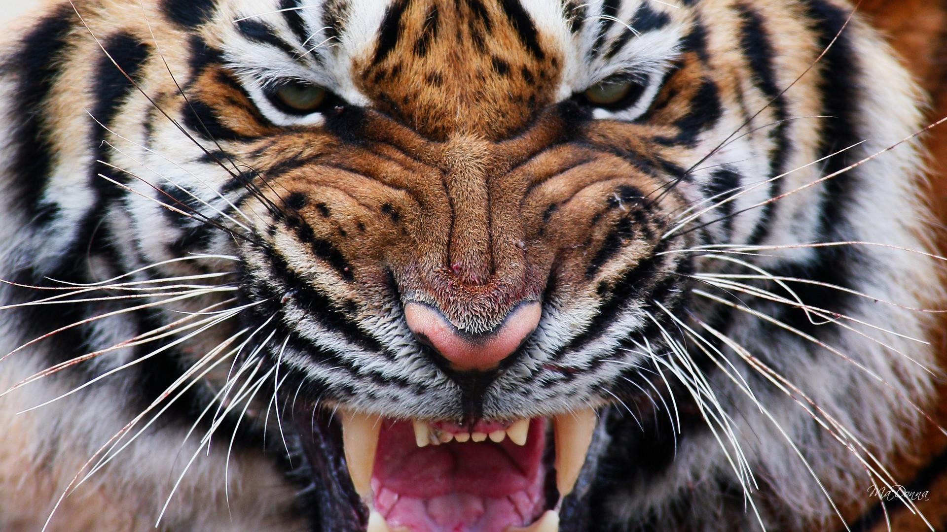 Tiger Eyes Iv wallpaper | animals | Wallpaper Better