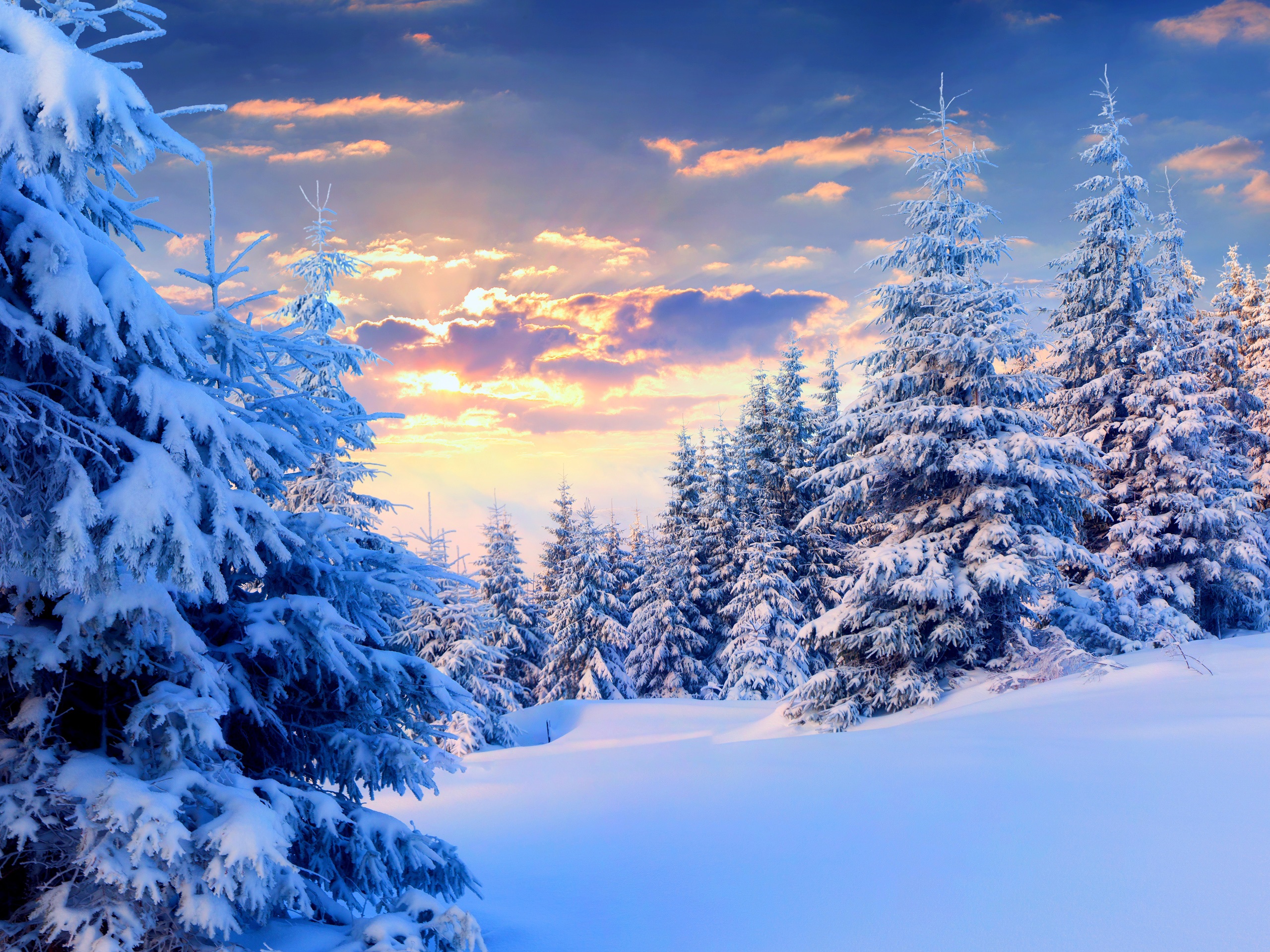 Winter, snow, trees, sky, sunset, nature landscape wallpaper | nature