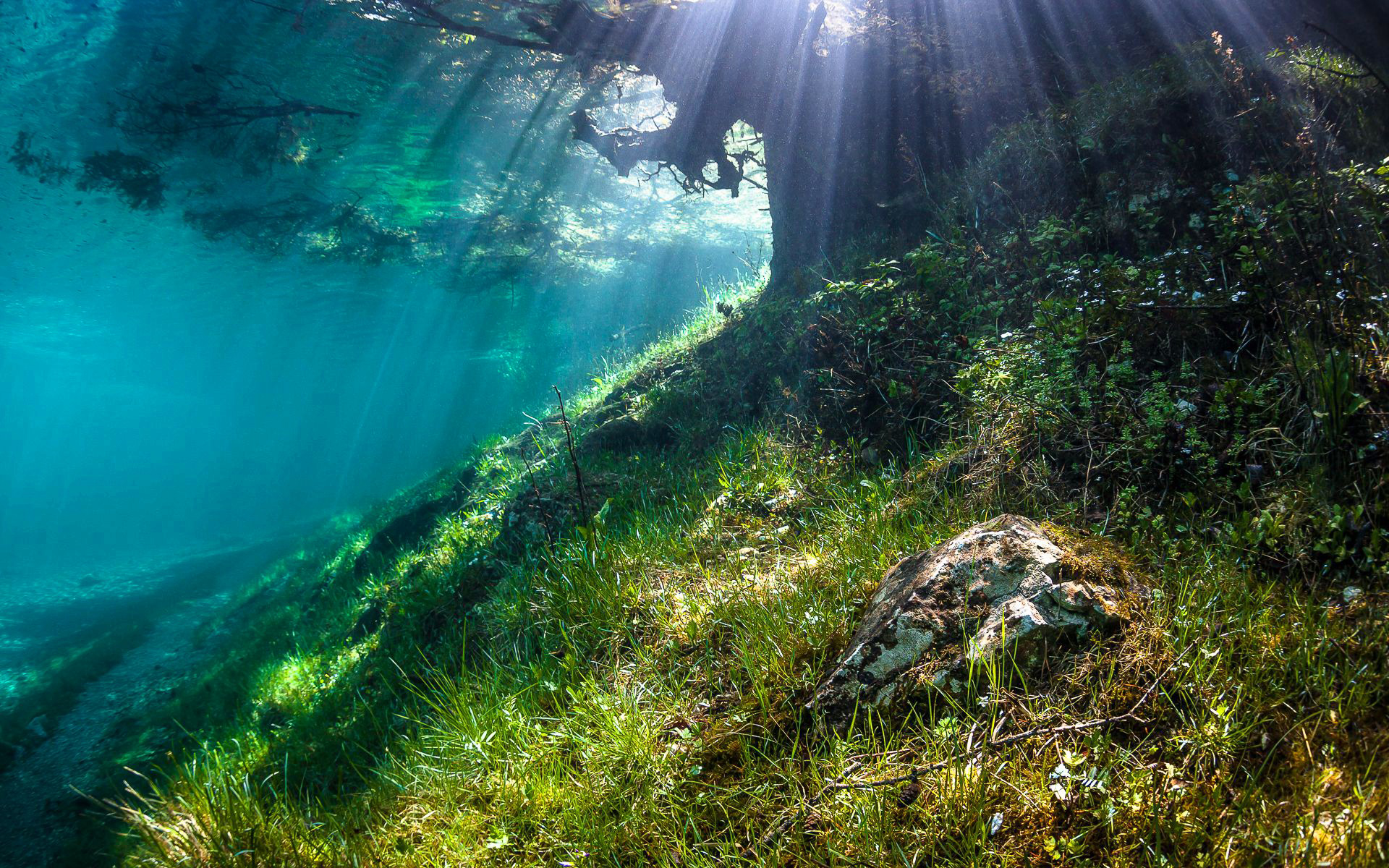 Underwater Grass Sunlight Tree HD wallpaper | nature and landscape