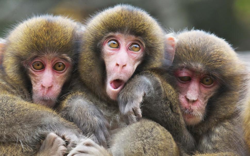 3 Affen Bilder : Bilder von Affen Augen Jungtiere Schnauze Tiere