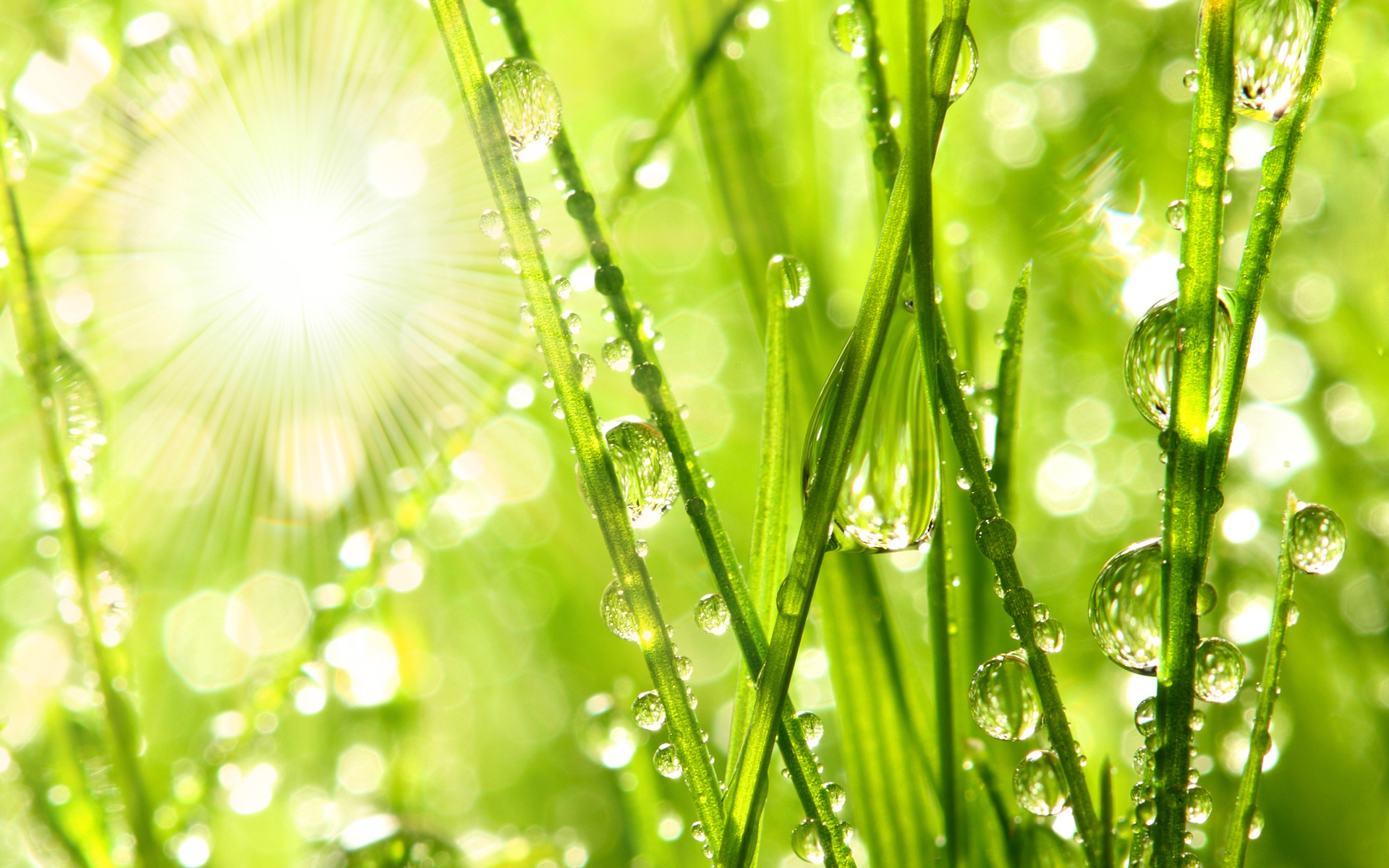 Morning Dew on the Grass wallpaper | nature and landscape | Wallpaper