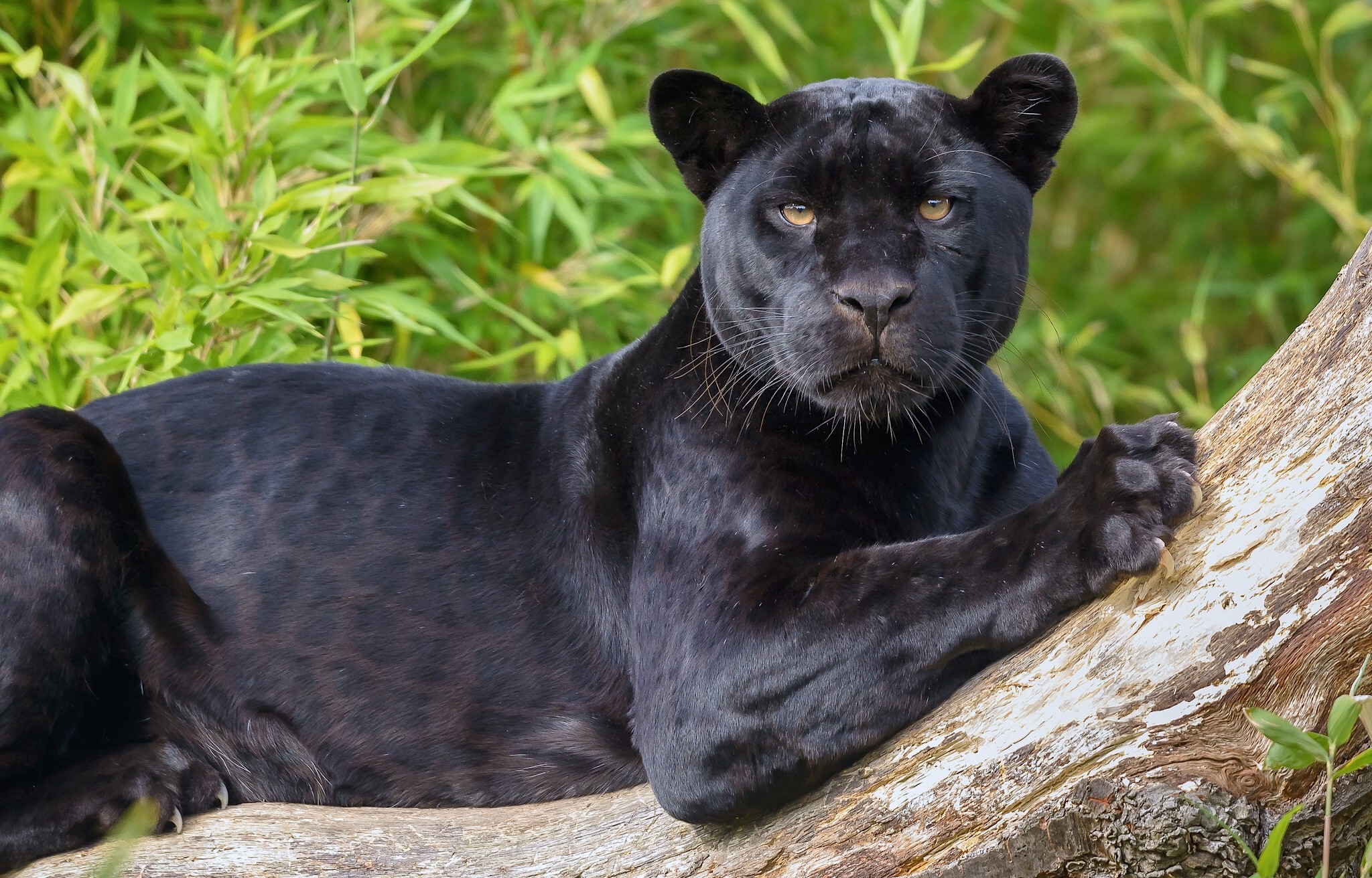 Black Panther Jaguar Wallpaper Animals Wallpaper Better