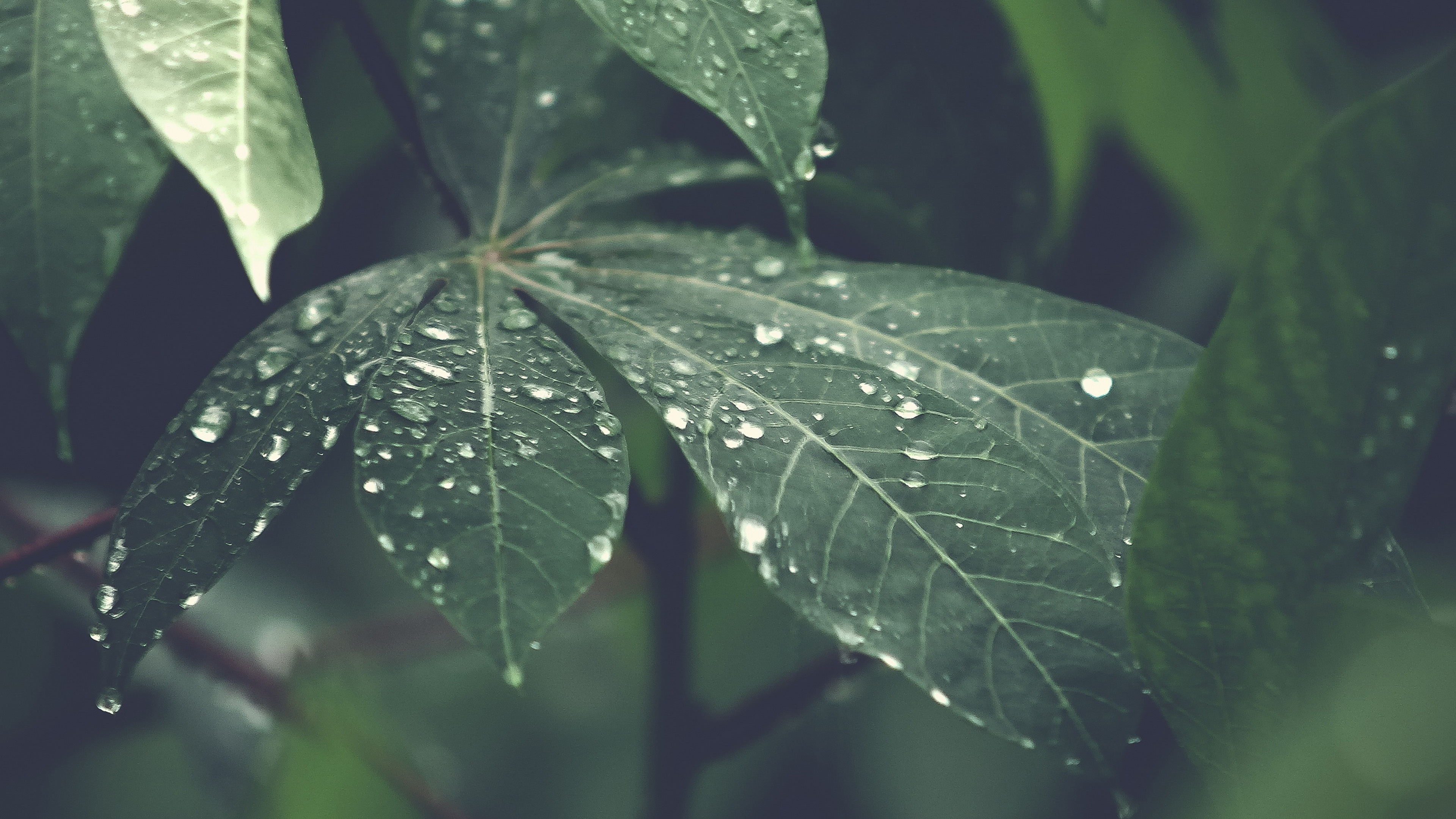 Big Rain Drops on Leaf wallpaper | nature and landscape | Wallpaper Better