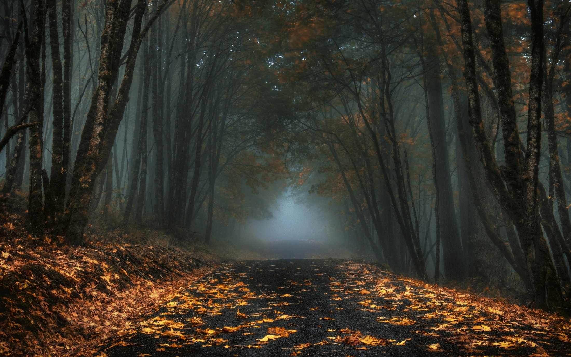Nature, Mist, Road, Forest, Leaves, Fall, Dark, Morning wallpaper