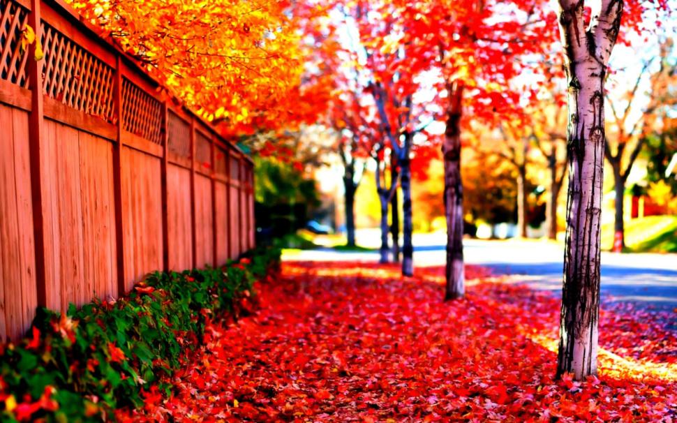 Street Where Autumn Lives Wallpaper Nature And Landscape
