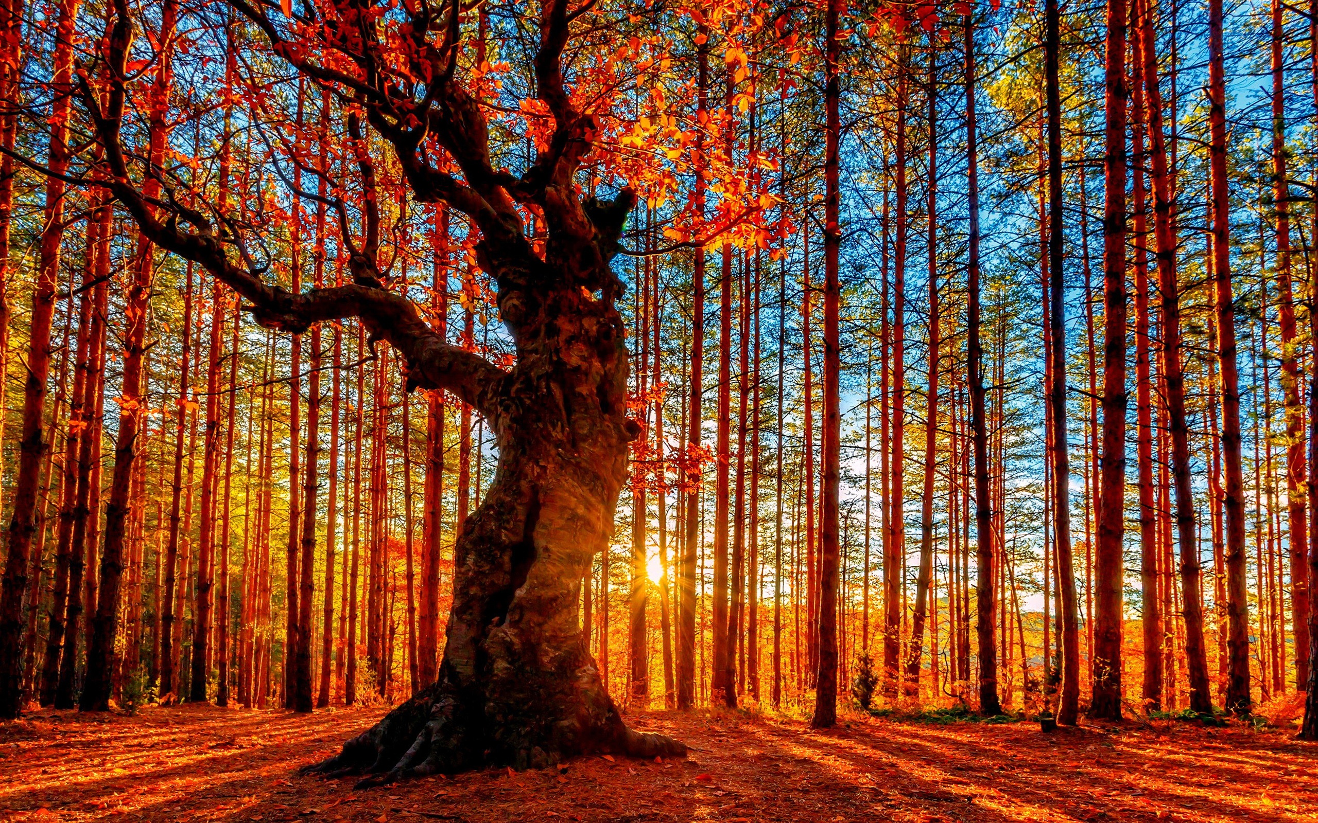 Beautiful Autumn Sunset Forest Trees Red Leaves Wallpaper Nature