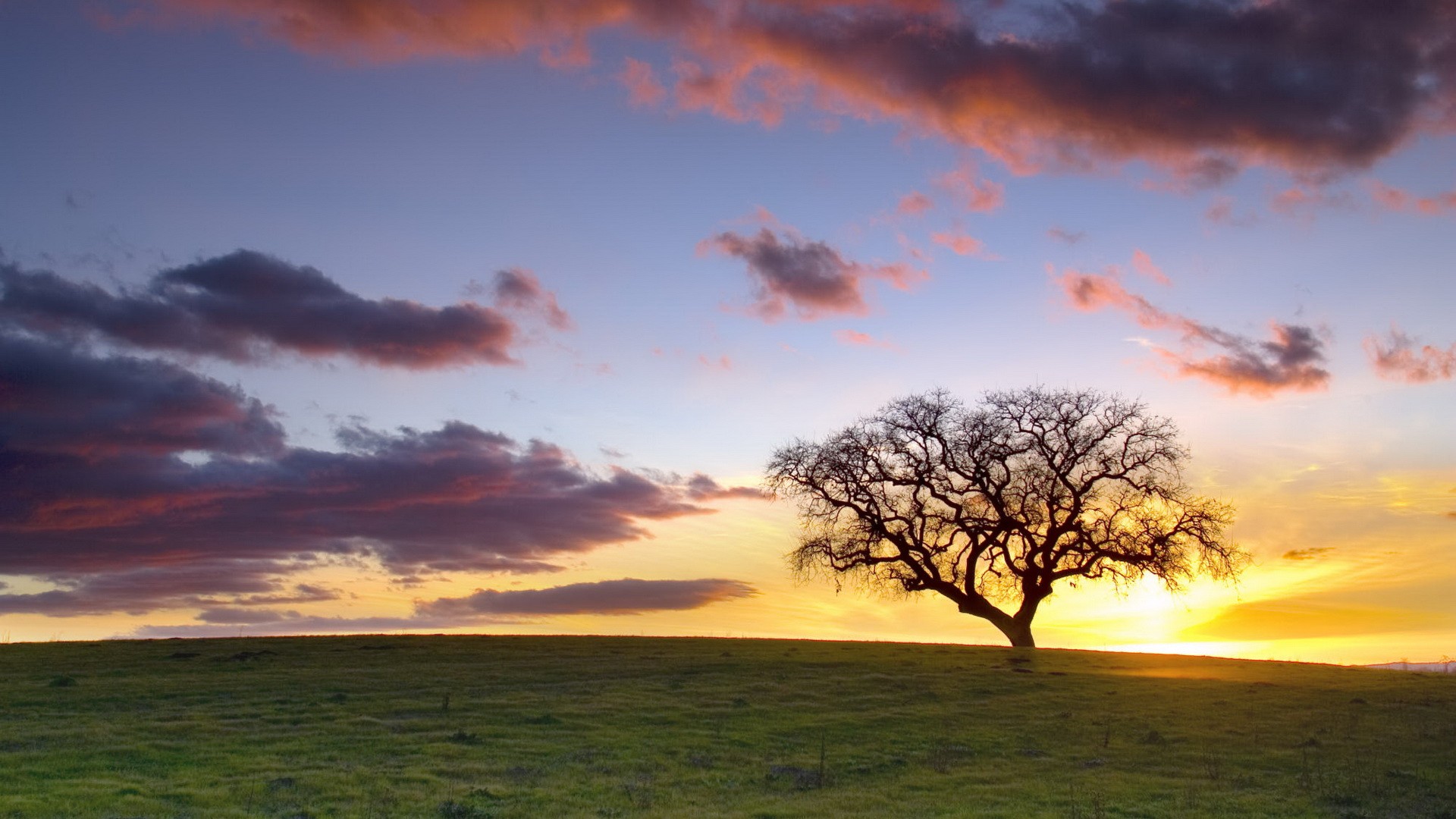 Sunset Tree Shadow Silhouette Field HD wallpaper | nature and landscape