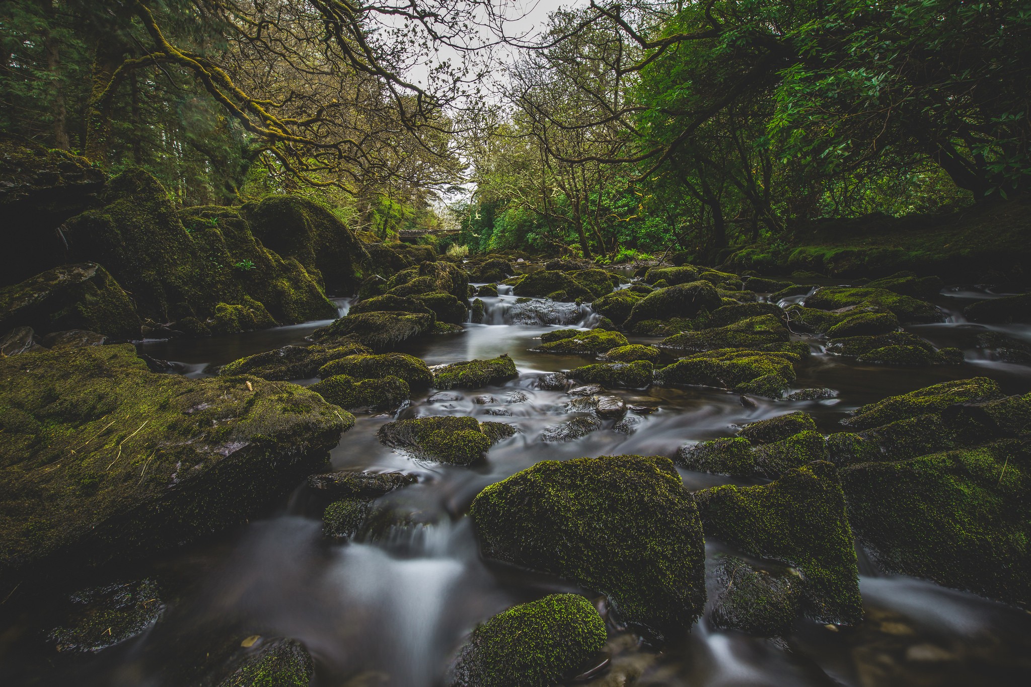 Nature River Moss Forest Landscape Water Photography Wallpaper