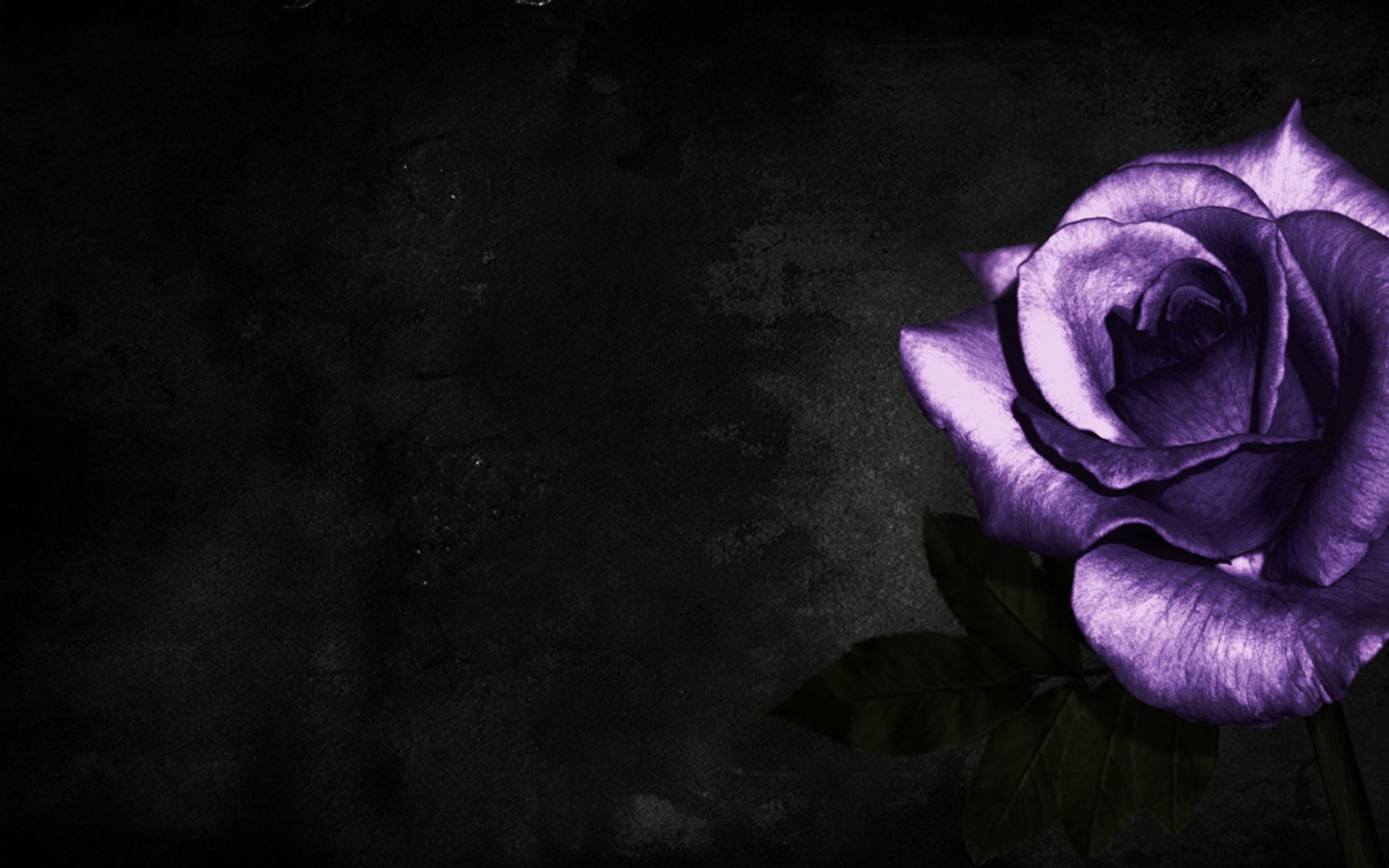 Purple Rose on Black Background wallpaper | nature and landscape