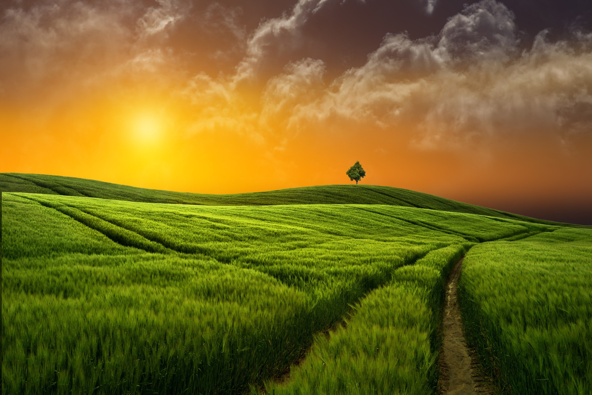 Sunset grass field wallpaper | nature and landscape | Wallpaper Better