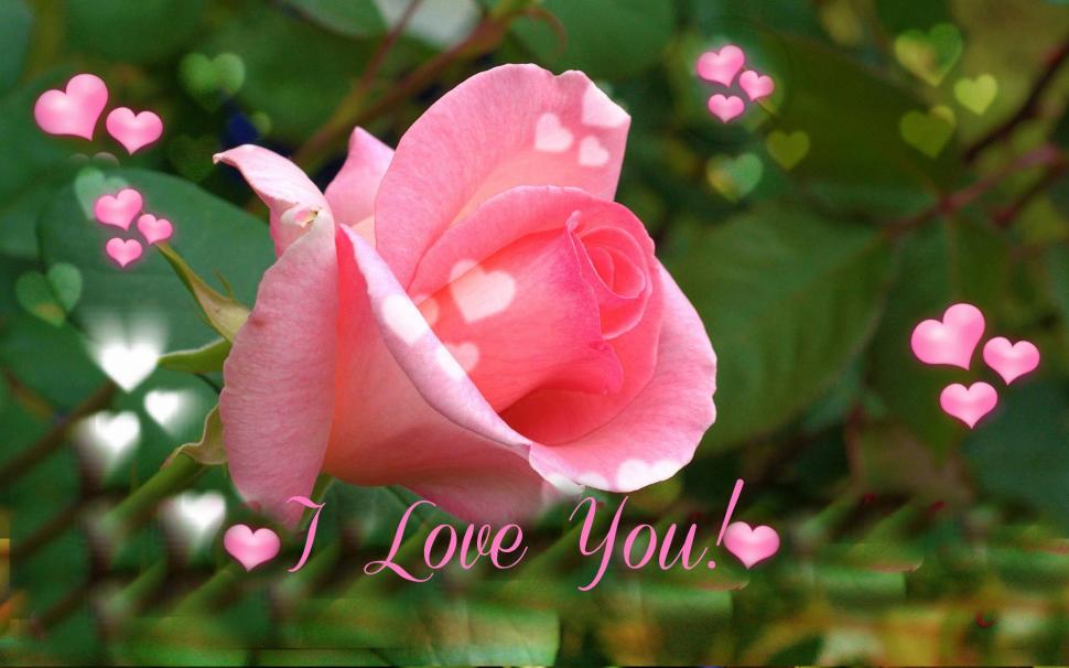 I Love You Pink Rose For Valentines Day Wallpaper Nature And