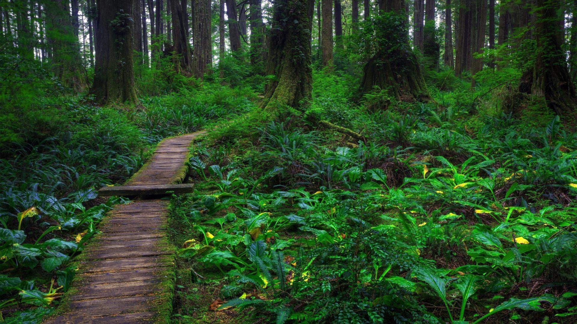 Beautiful Forest Path wallpaper | nature and landscape | Wallpaper Better