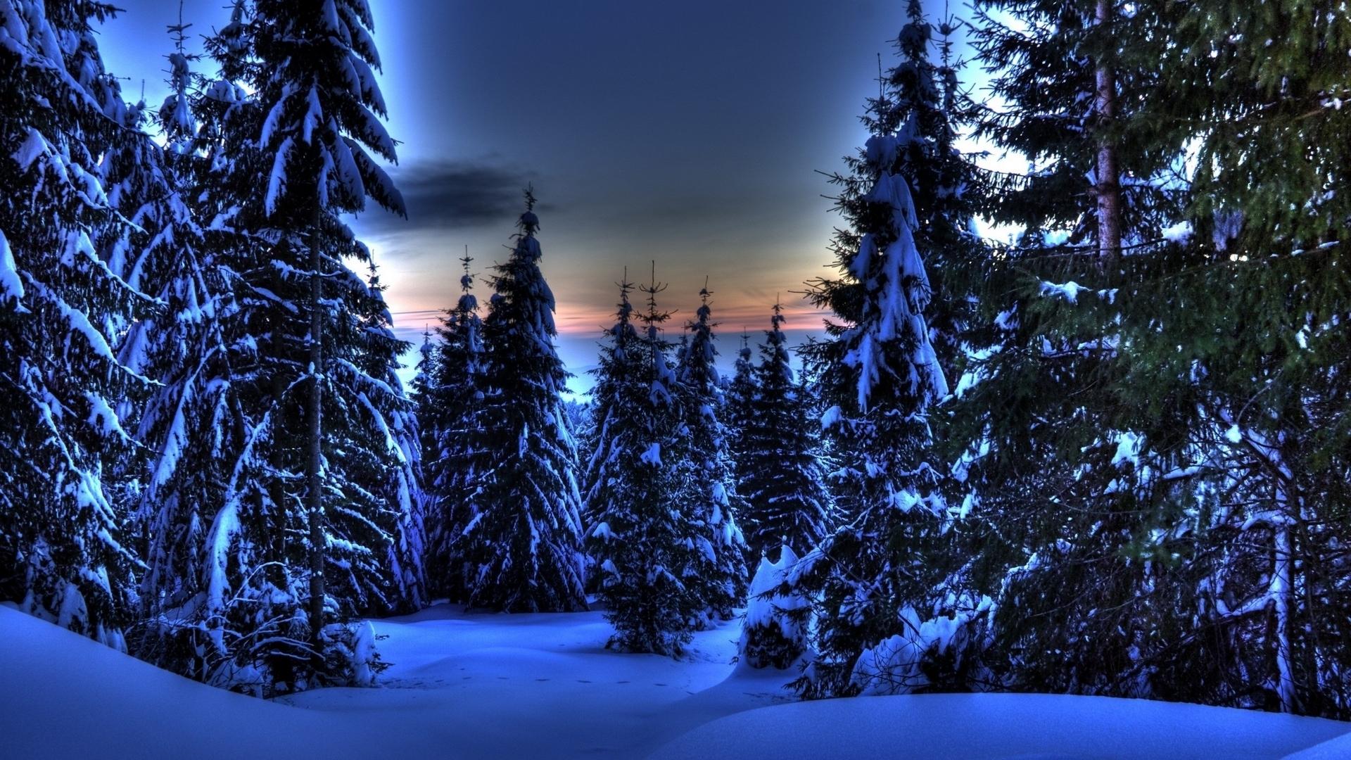 Wondrous Evergreen Forest In Winter Hdr wallpaper | nature and