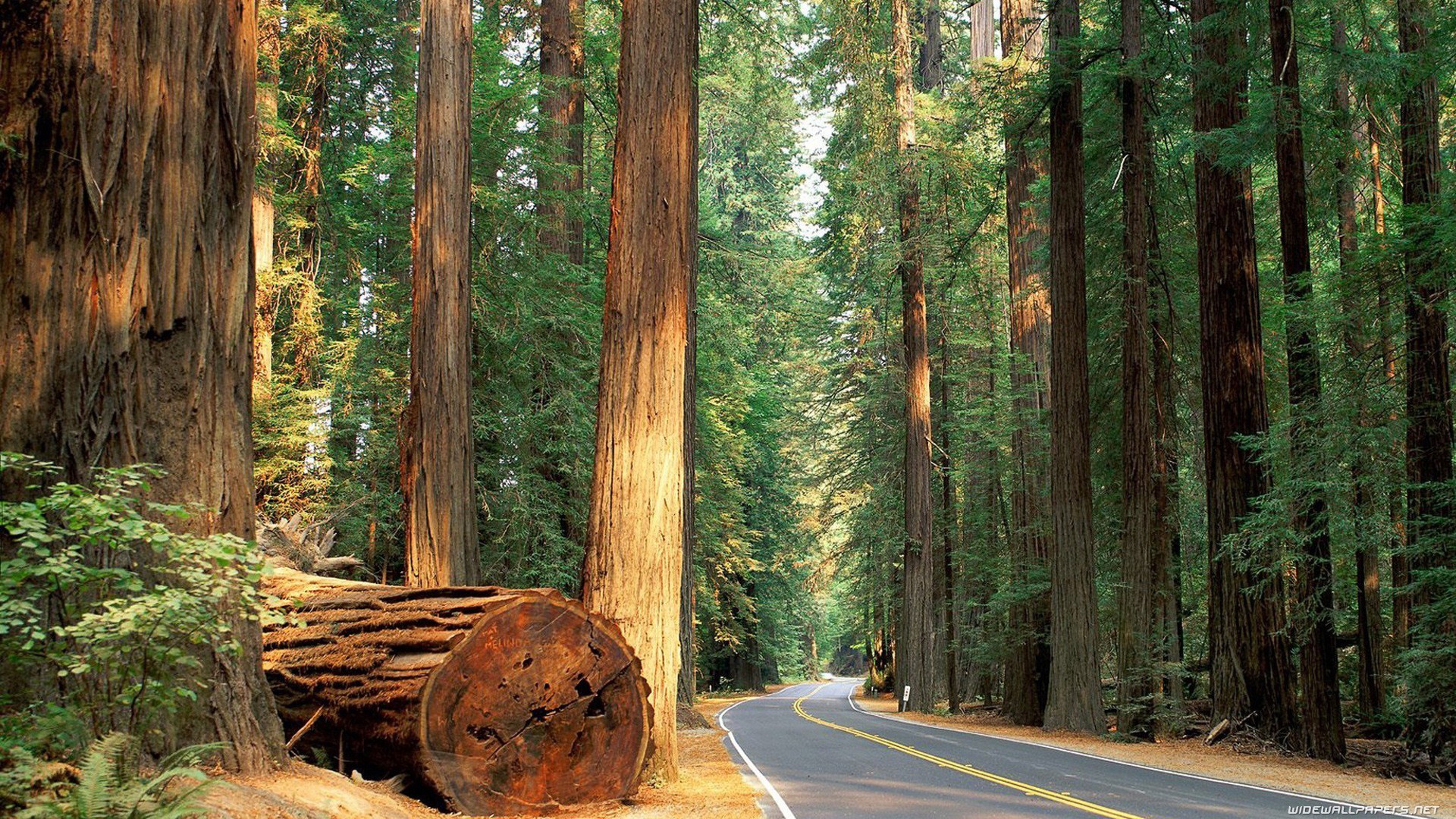 Redwood Trees Road Forest HD wallpaper | nature and landscape