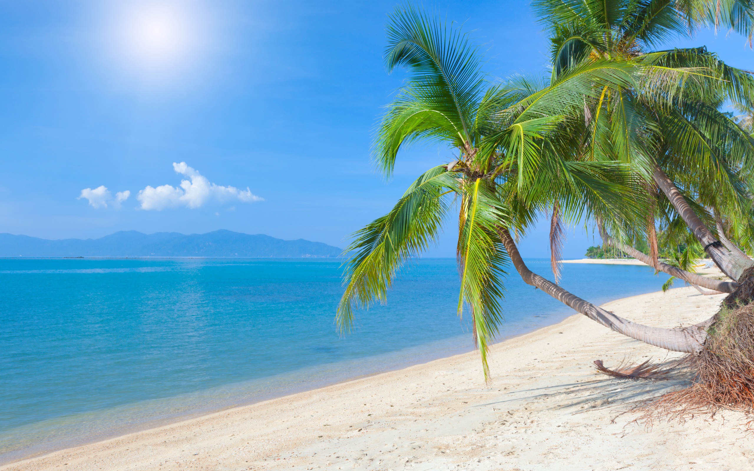 Tropical beach, coconut palm, sea, sky, clouds, sunlight wallpaper