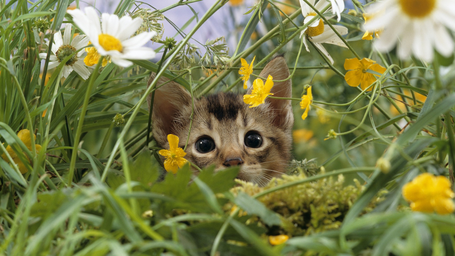 Cat Kitten Flower Grass HD wallpaper | animals | Wallpaper Better