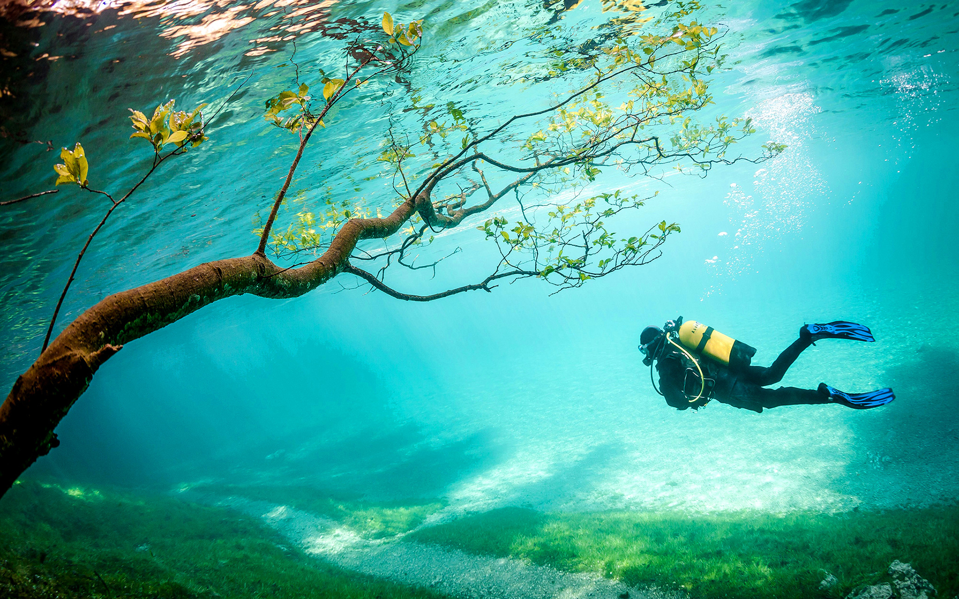 Tree Diver Grass Underwater HD wallpaper | nature and landscape