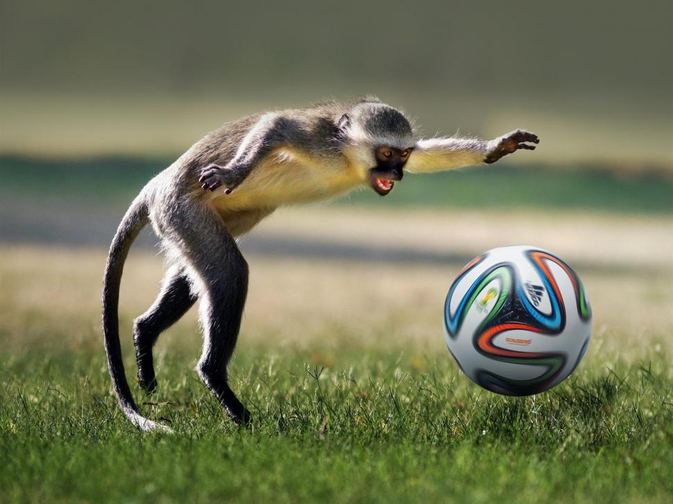 monkey-play-football-1080P-wallpaper-middle-size.jpg