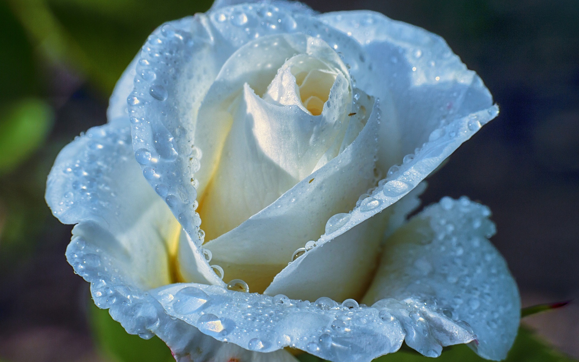 Light Blue Rose Petals Water Drops Dew Wallpaper Flowers