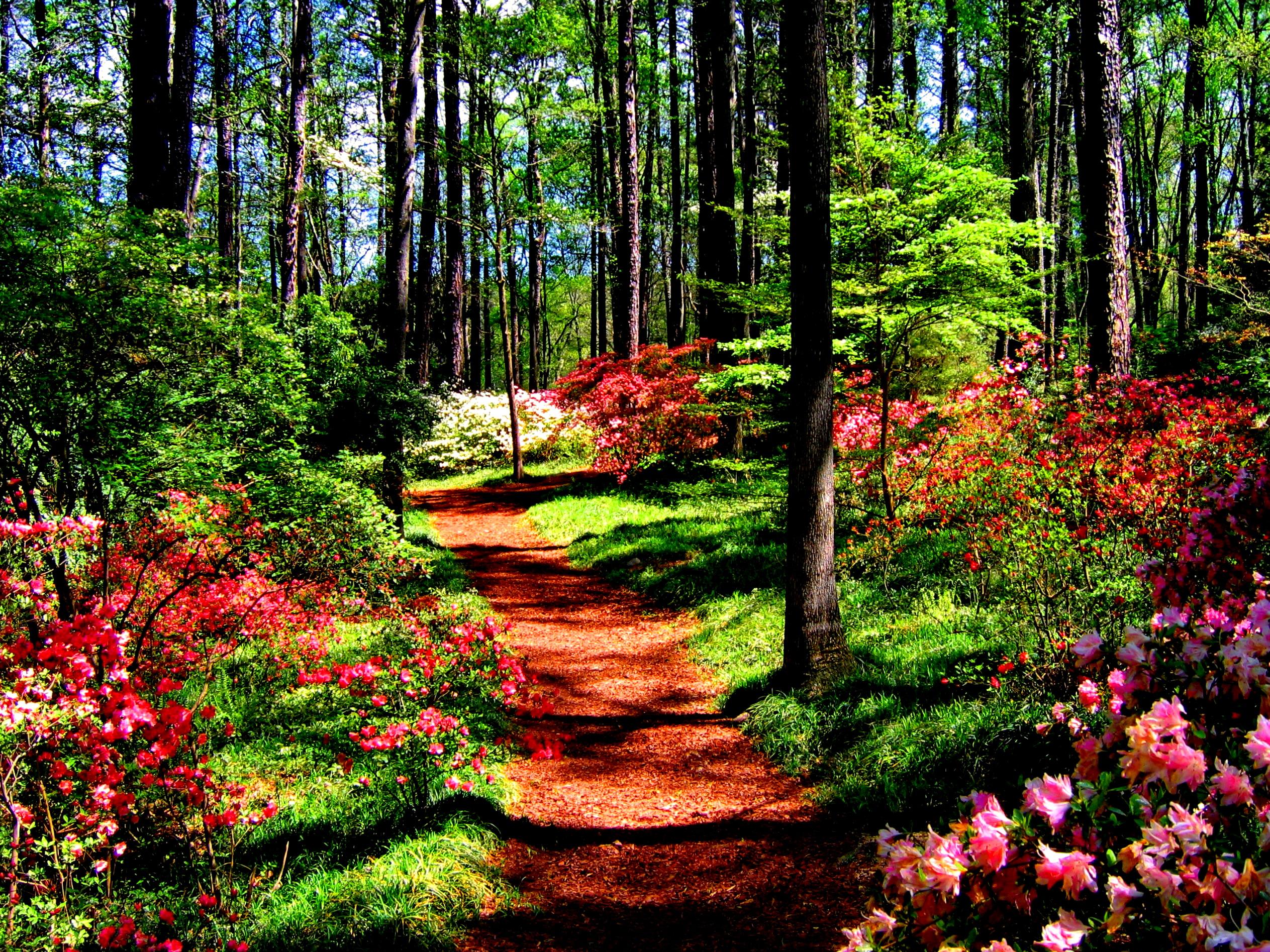 Forest In Spring wallpaper | nature and landscape | Wallpaper Better