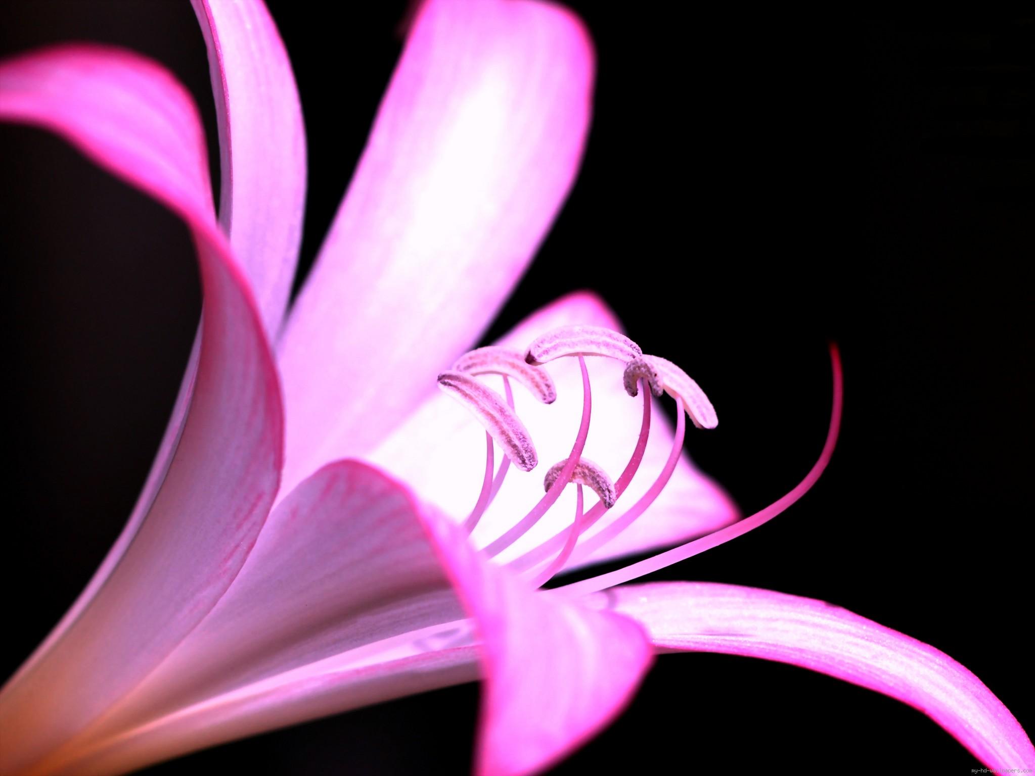 Pink Flower on a black background wallpaper | nature and ...