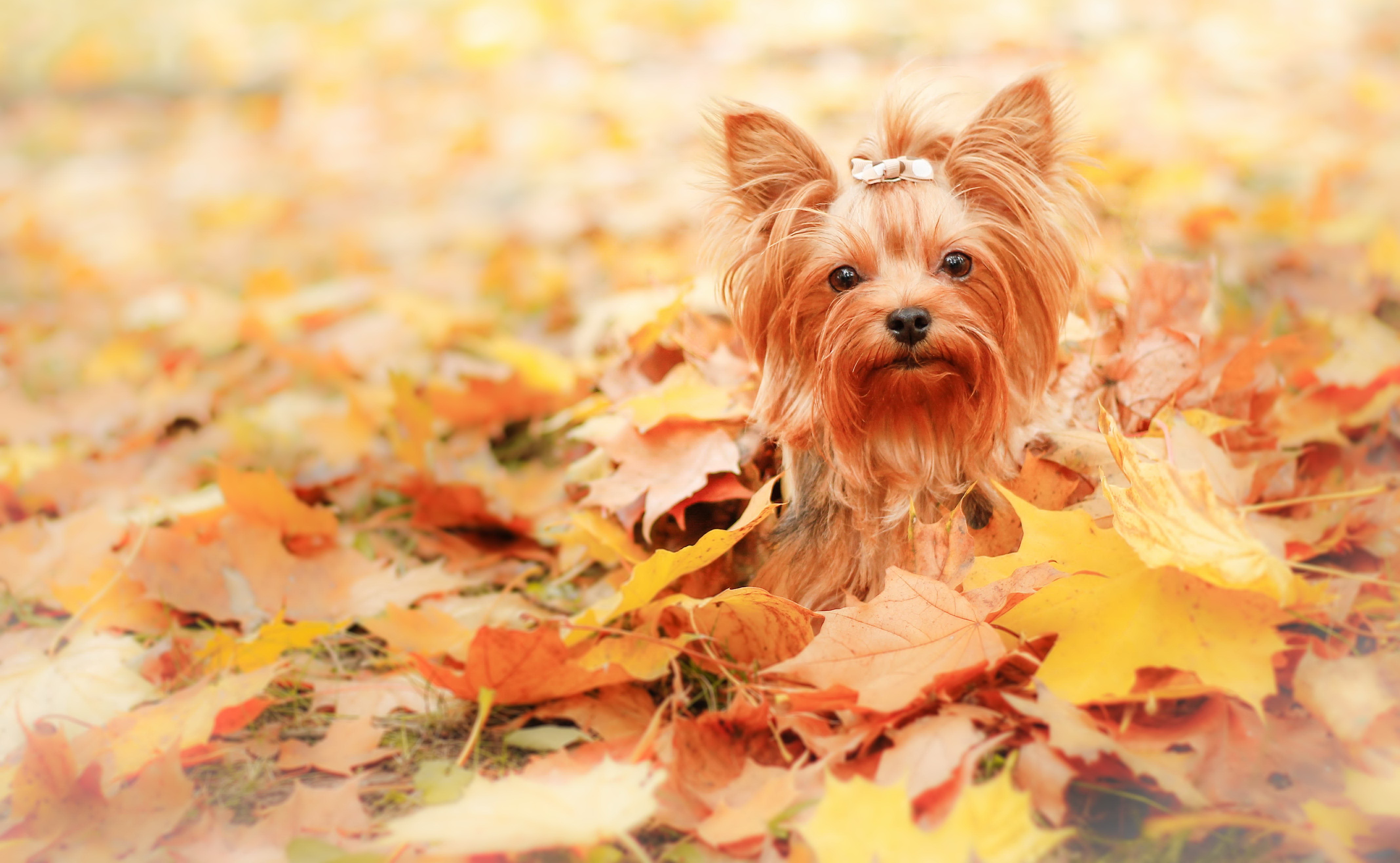 Dog, friend, autumn wallpaper | animals | Wallpaper Better