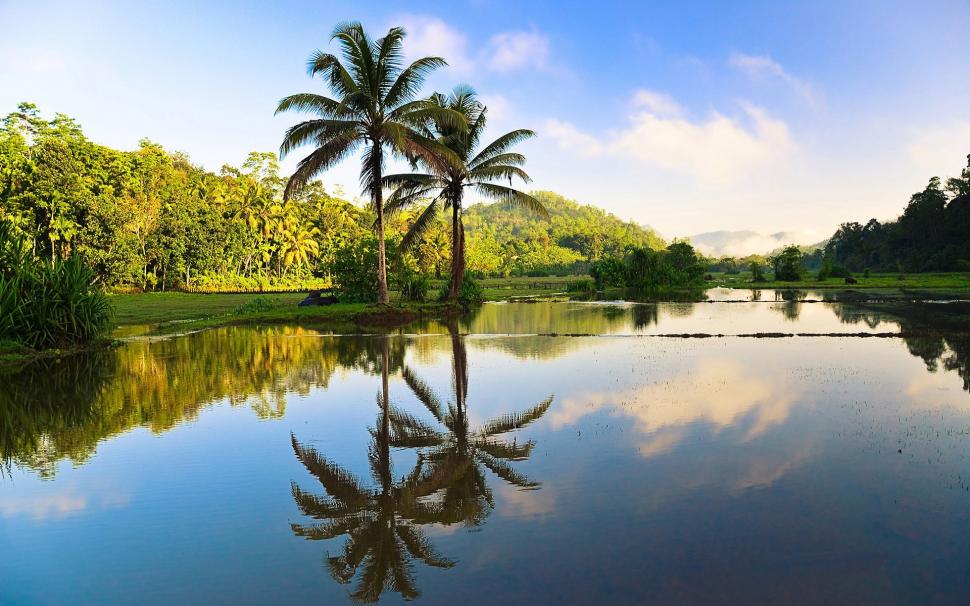 sri lanka beautiful nature trees palms water reflection 1080P wallpaper middle size