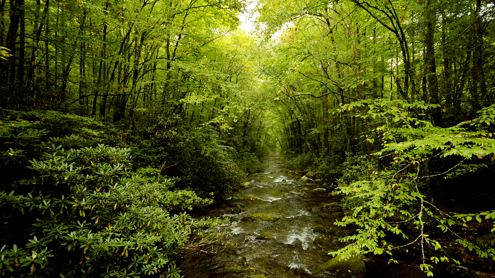 Stream Forest Trees Green HD wallpaper | nature and landscape