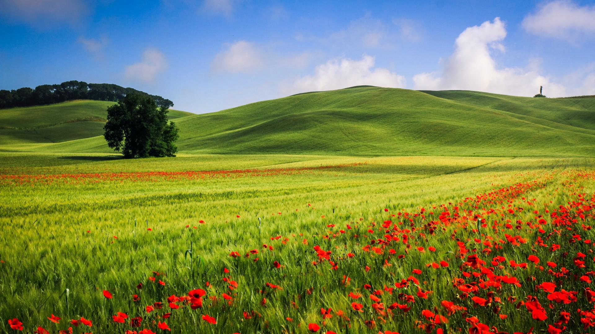 Beautiful hills meadow landscape, trees, poppies, summer, wallpaper