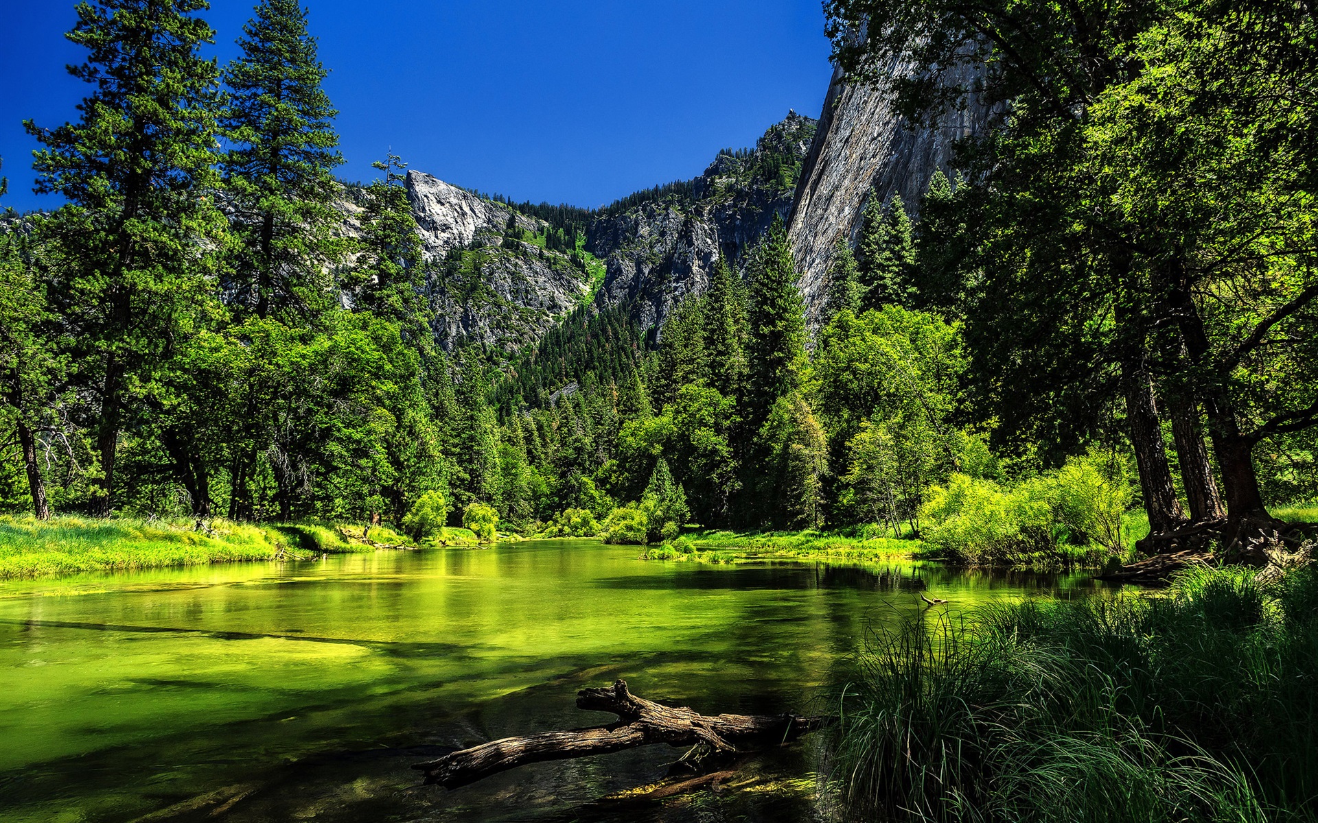 Yosemite National Park, California, USA, lake, green trees, mountain