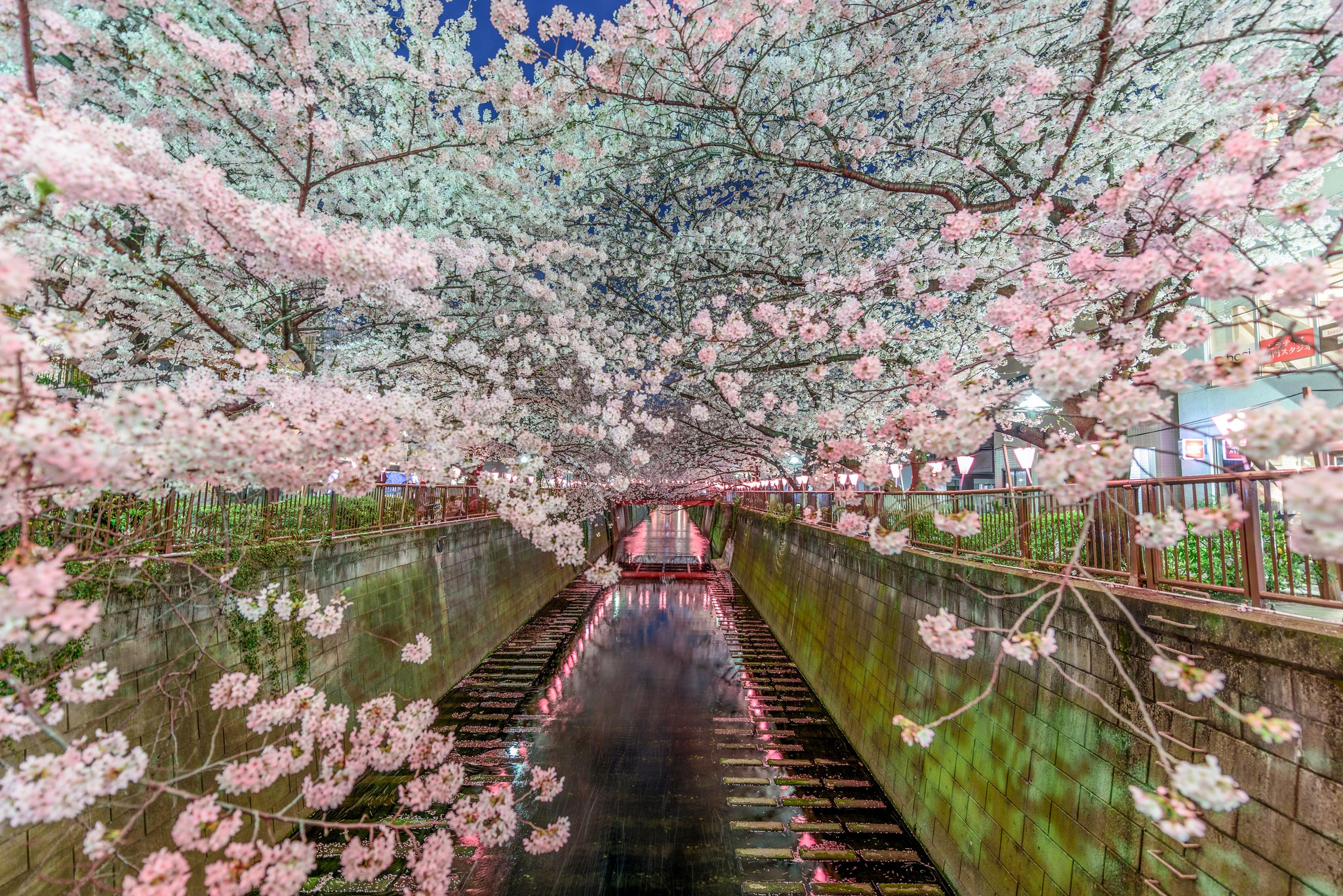 Tokyo Sakura Japan wallpaper | architecture | Wallpaper Better
