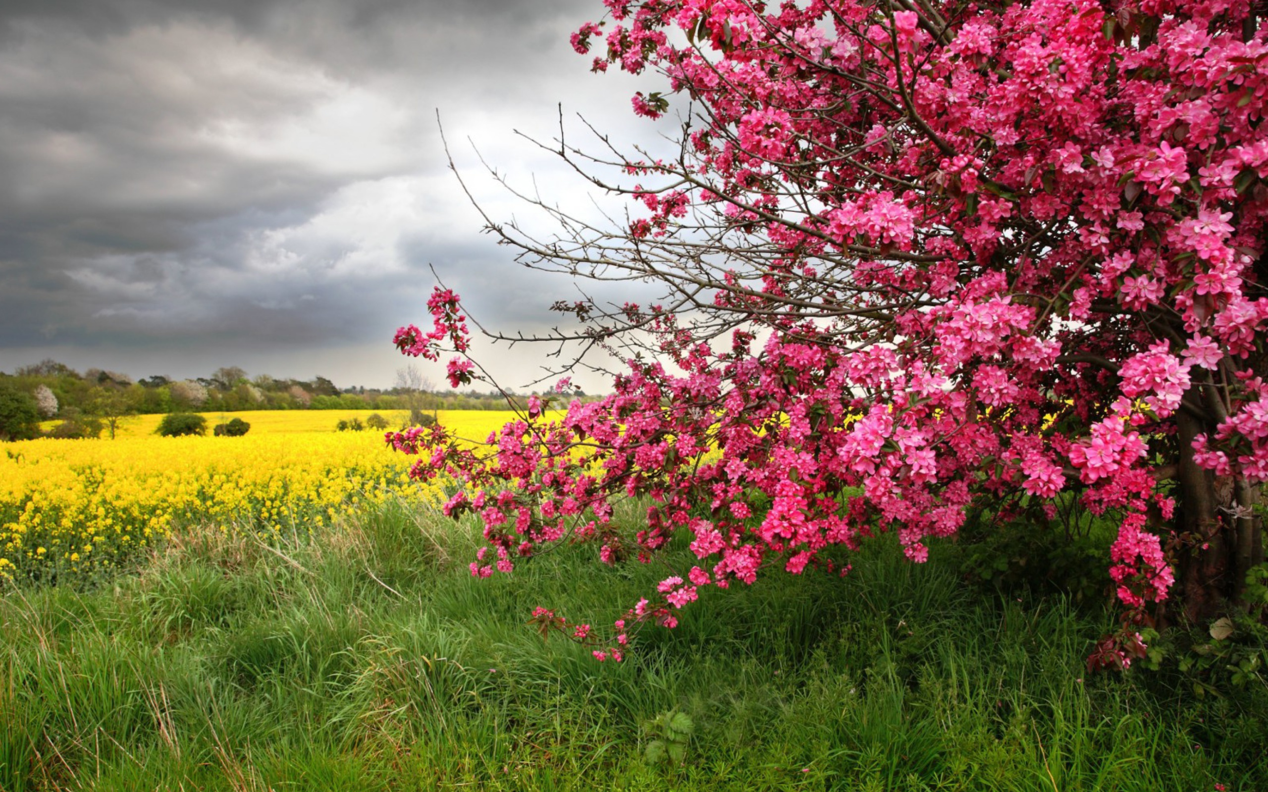 Yellow flowers, pink flowers, flowers, spring, trees, Nature, landscape
