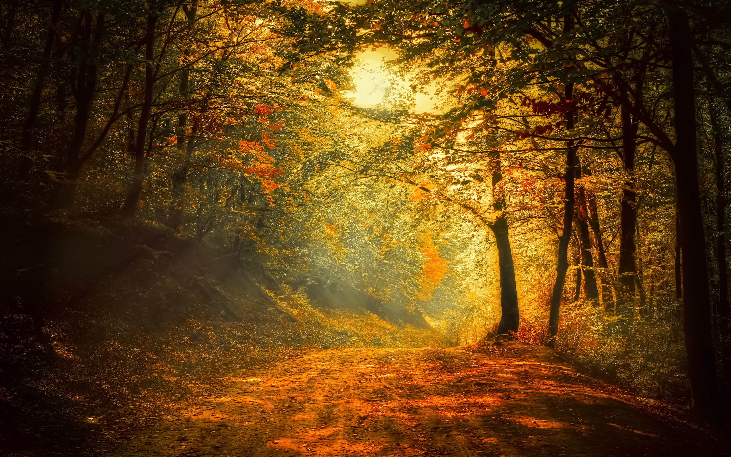 Autumn, forest, road, trees, sunlight wallpaper | nature and landscape