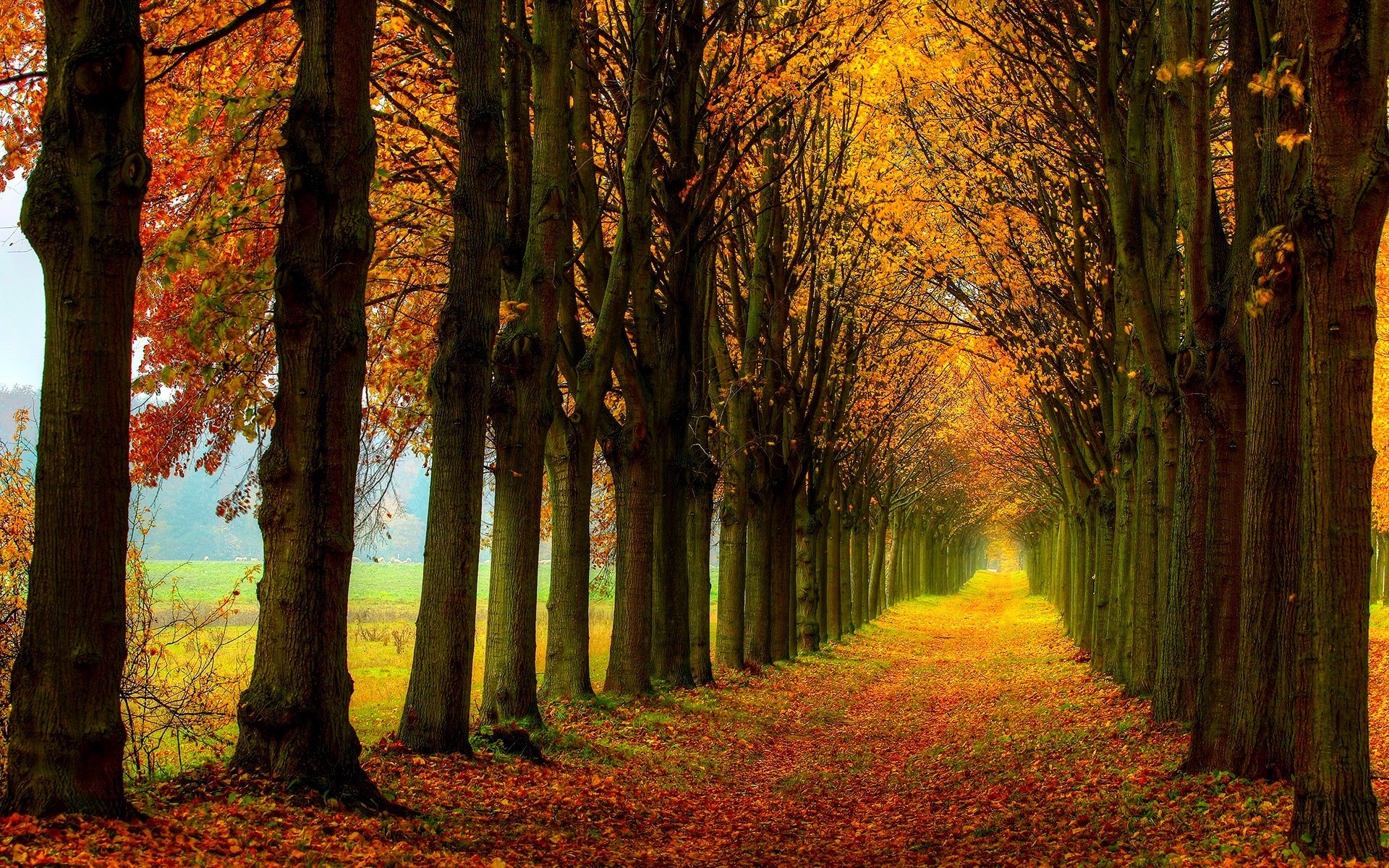 Beautiful nature scenery, forest, trees, autumn, path wallpaper