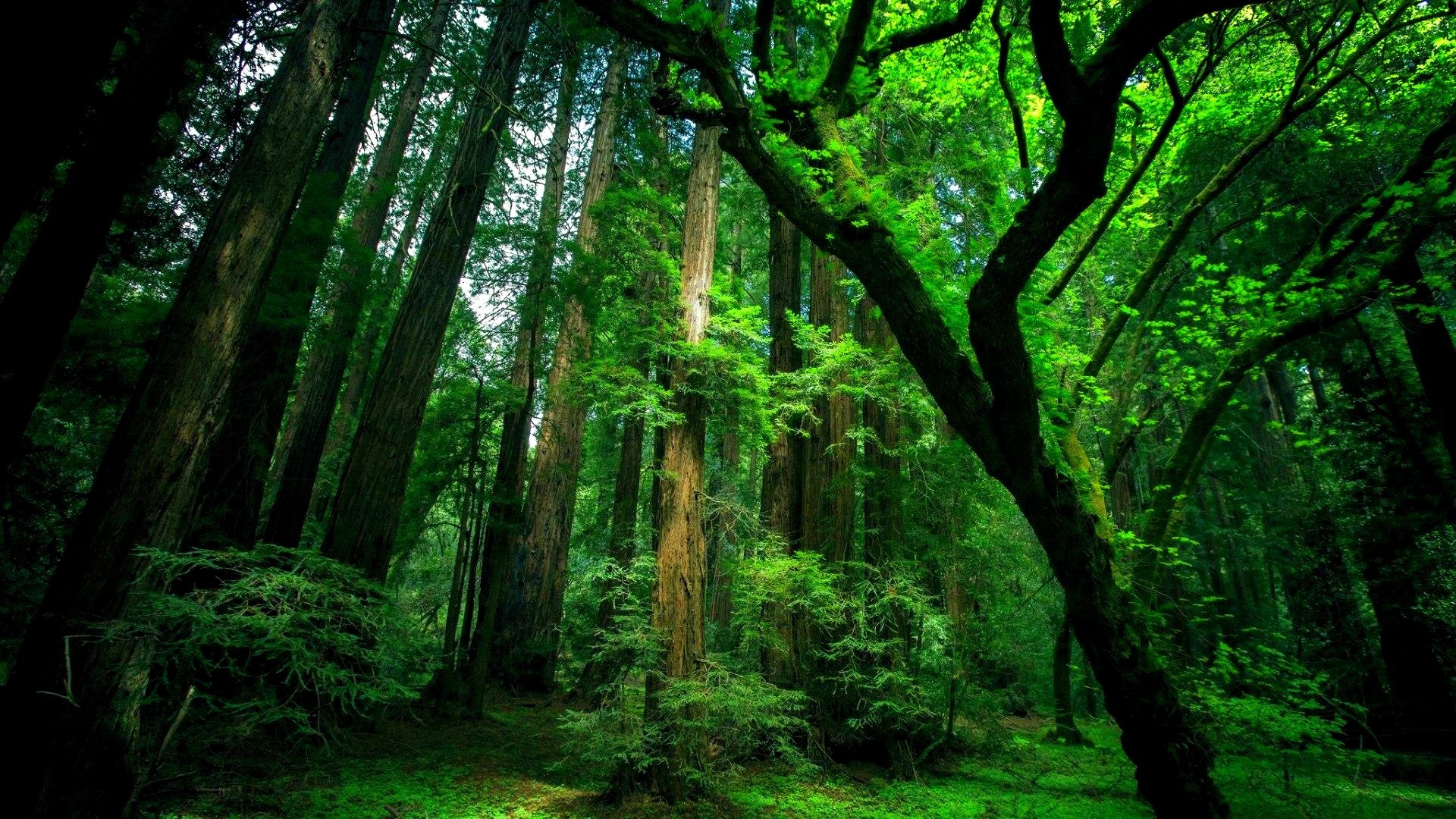 forest trees green 1080P wallpaper