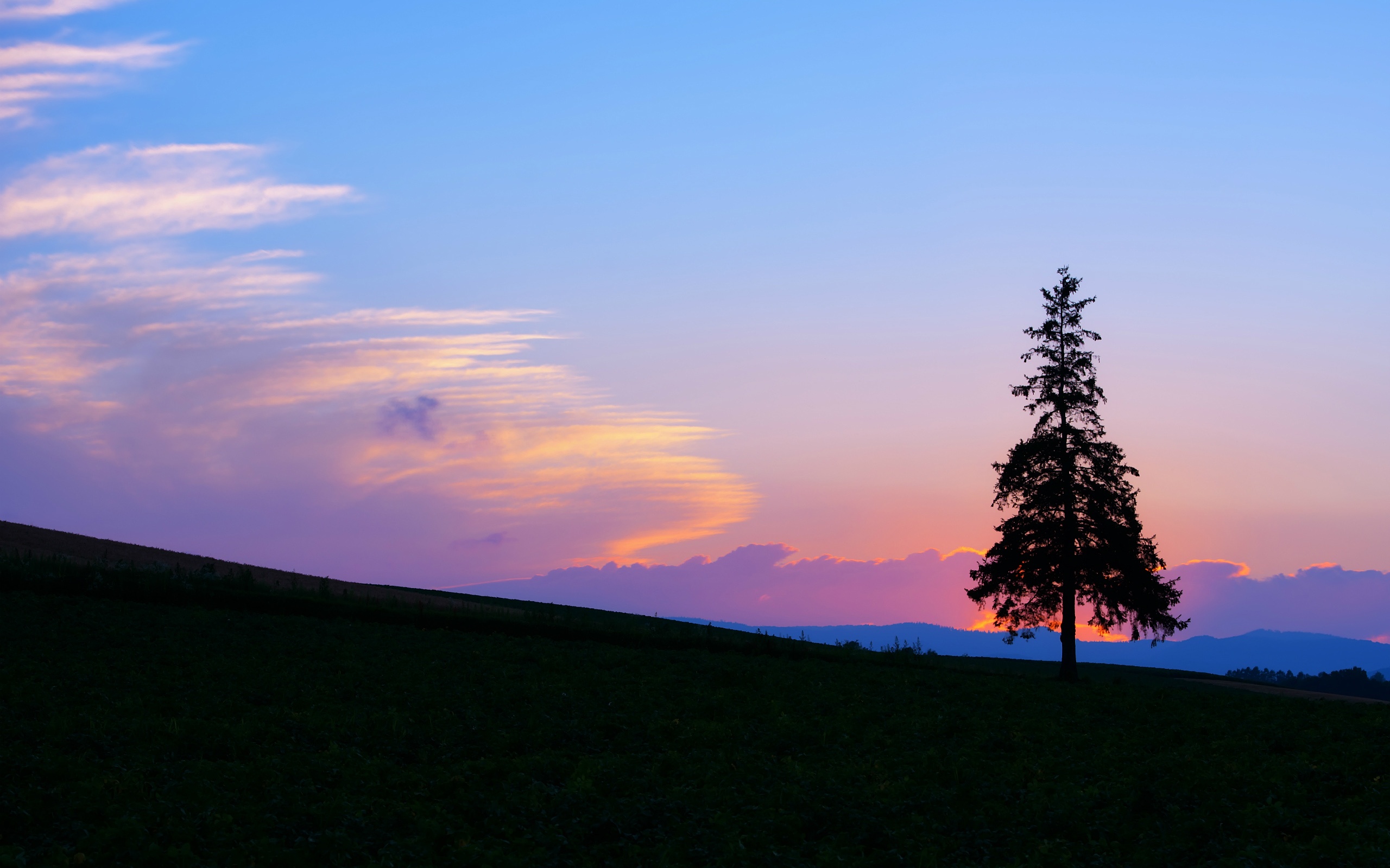 Evening sunset, mountain and tree silhouette wallpaper | nature and