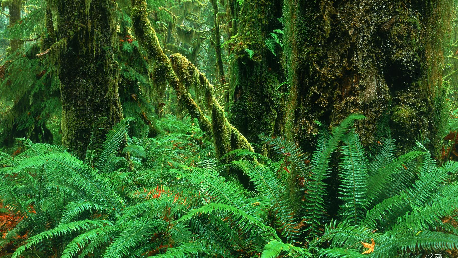 Forest Jungle Green HD wallpaper | nature and landscape | Wallpaper Better