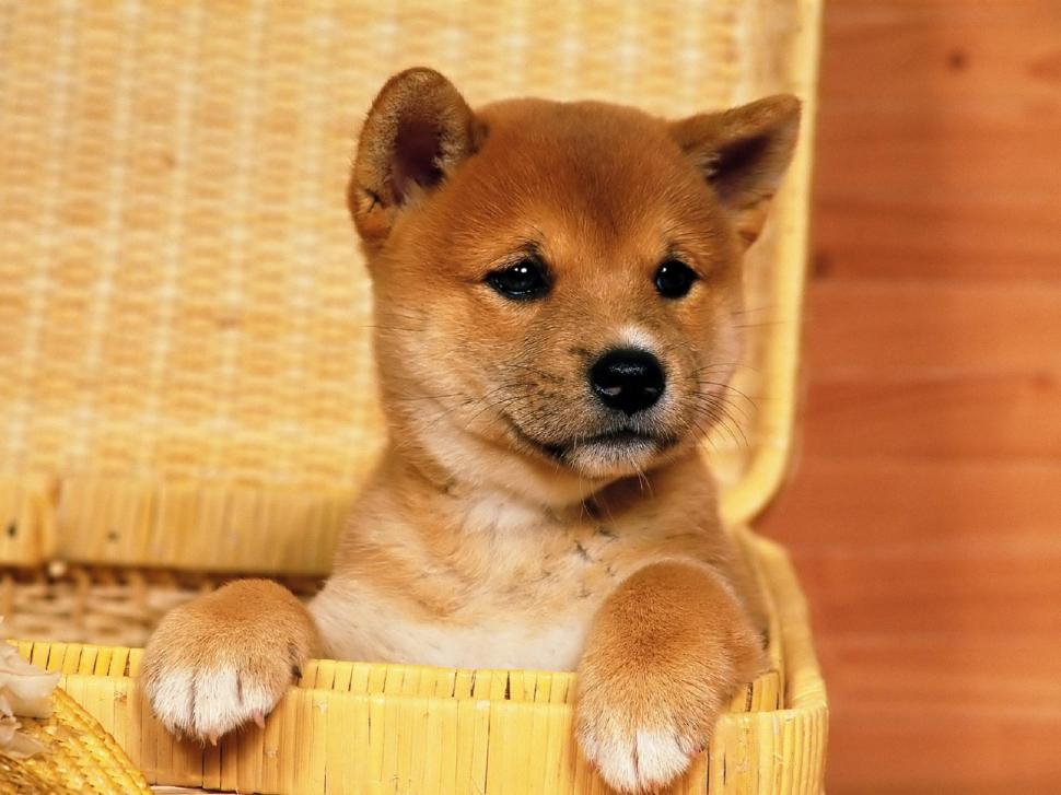 Cute Shiba Inu Puppy wallpaper | animals | Wallpaper Better