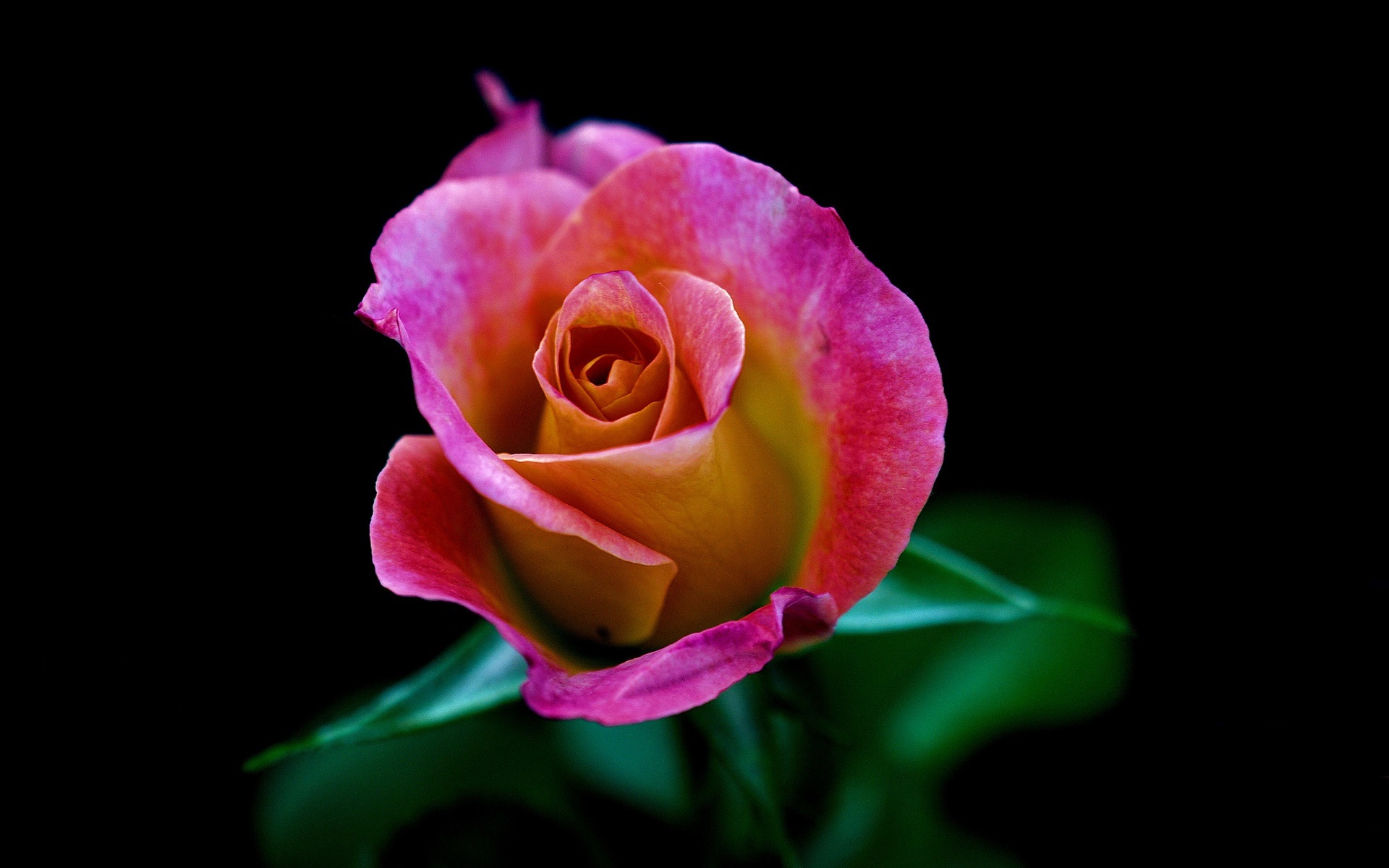 One pink rose flower close-up, black background wallpaper ...