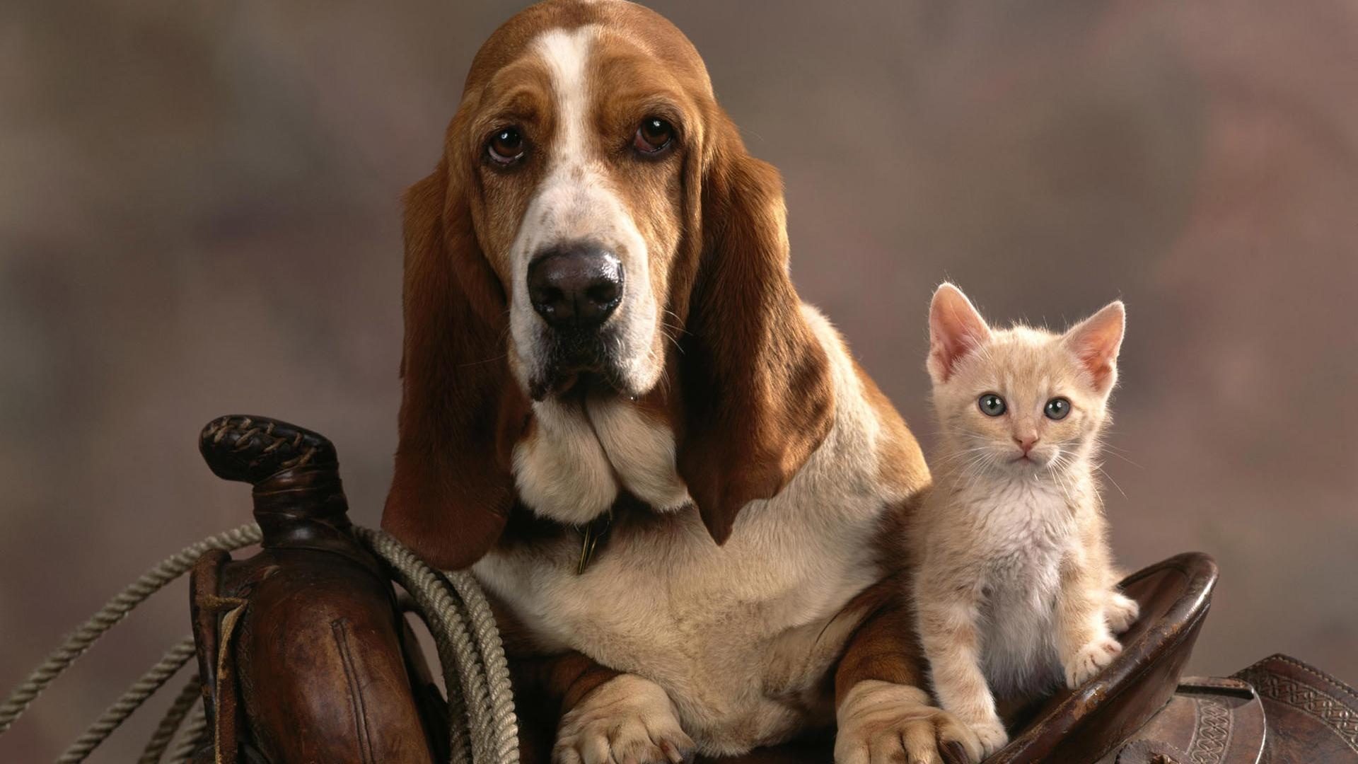Dog and Cat on a Horse wallpaper | animals | Wallpaper Better