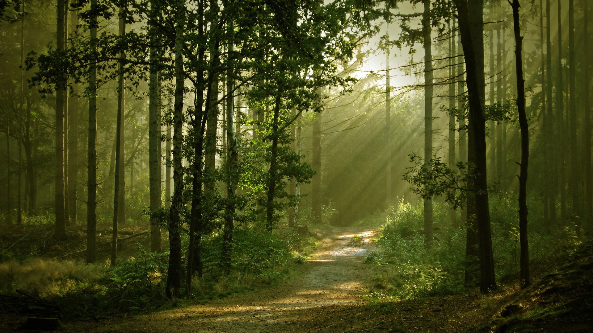 Forest Trees Sunlight Path Trail HD wallpaper | nature and landscape