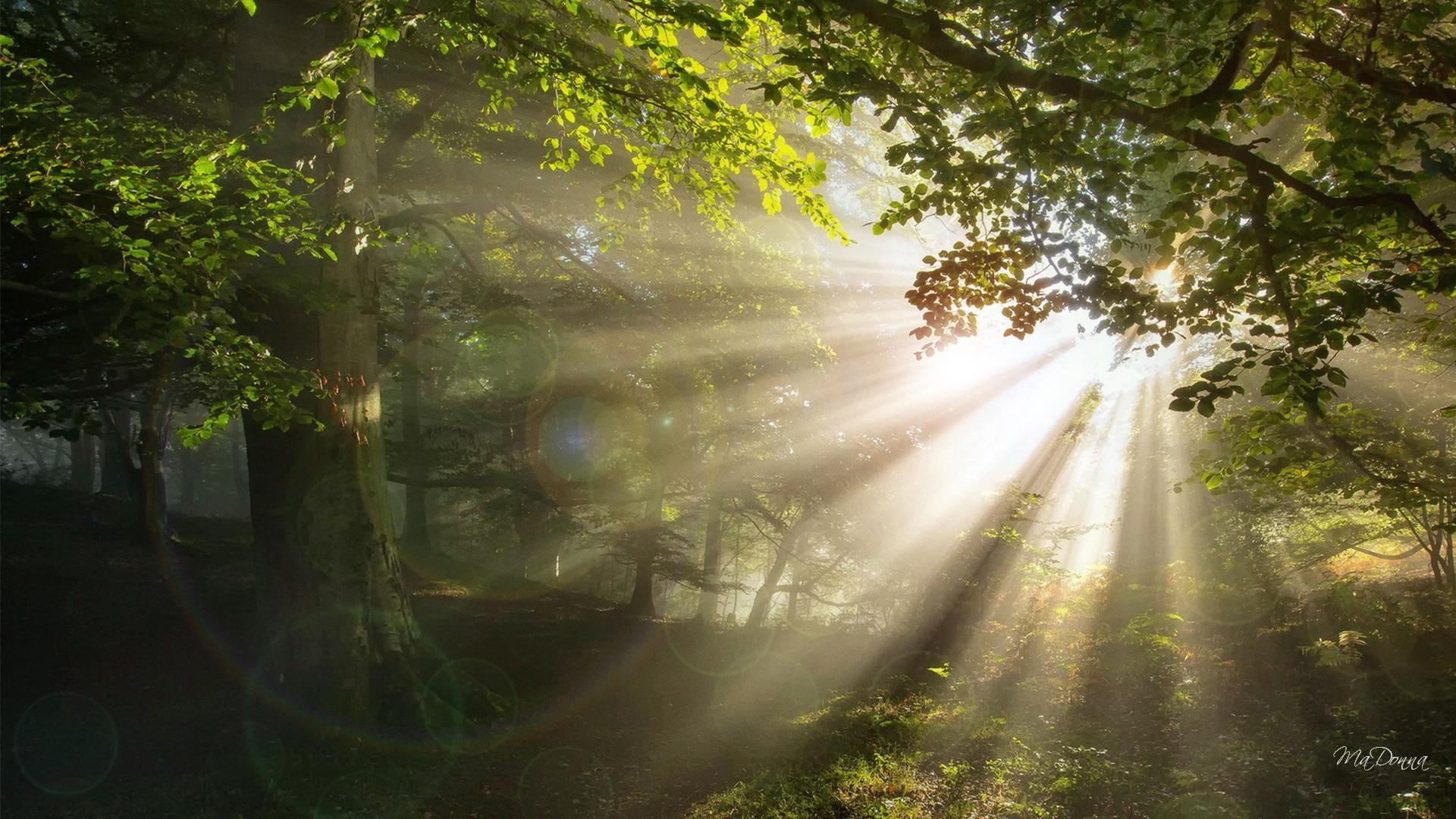 Bright Shiny Morning Woods wallpaper | nature and landscape | Wallpaper