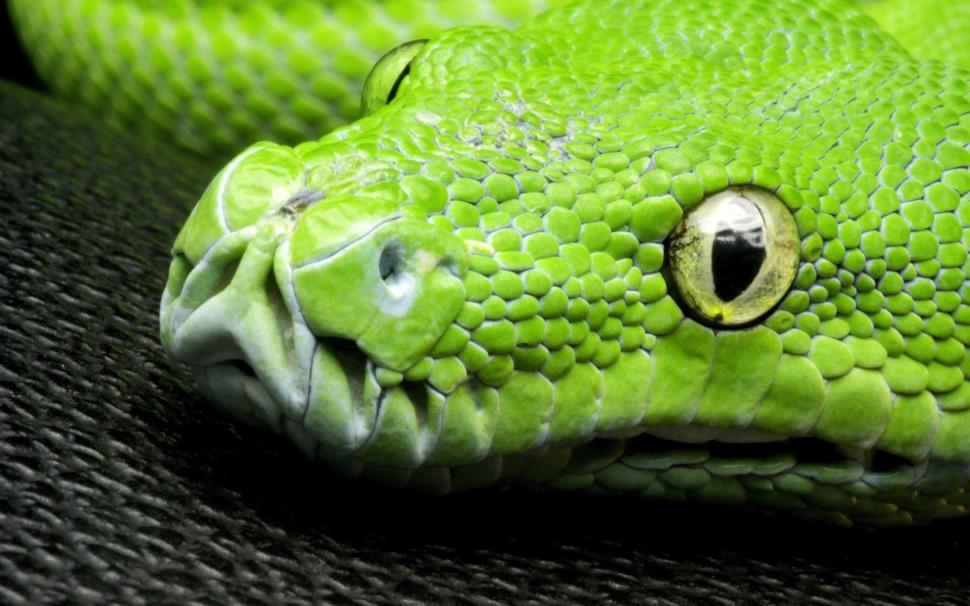 green-snake-eyes-scales-head-close-up-10